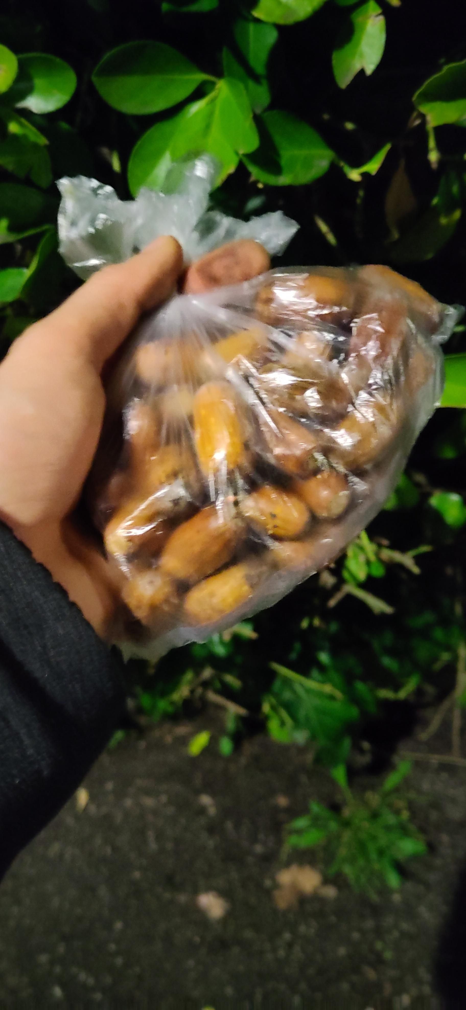 una mano tiene un sacchetto di plastica pieno di ghiande di farnia