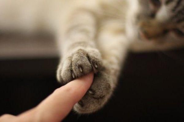 A  cat holds their hooman's fingers between their front paws