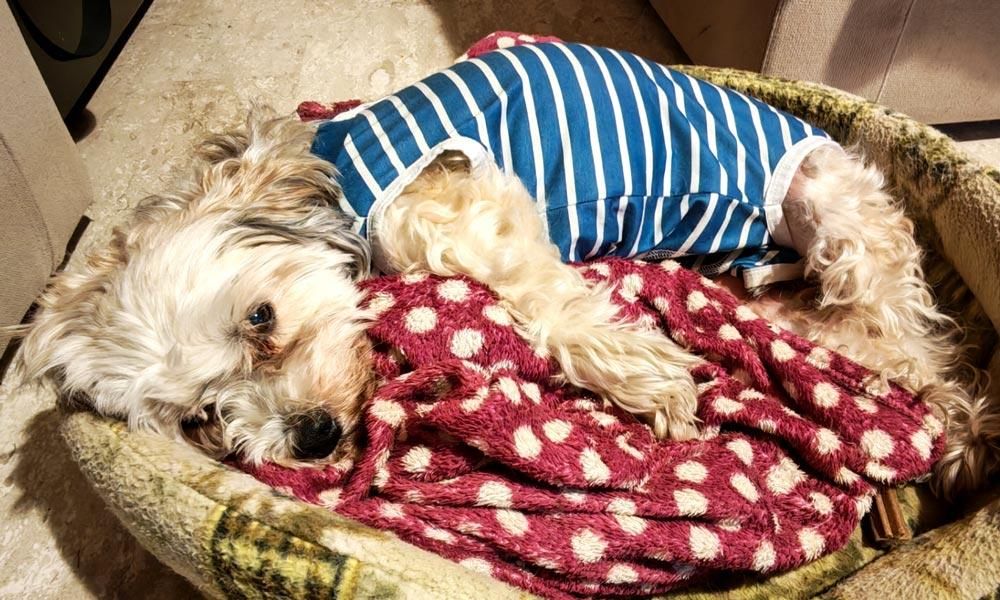 Cagnolina beige che indossa una tutina port operatoria a righe, sdraiata nella sua cuccia, guarda l'obiettivo un po' timorosa e con aria molto stanca