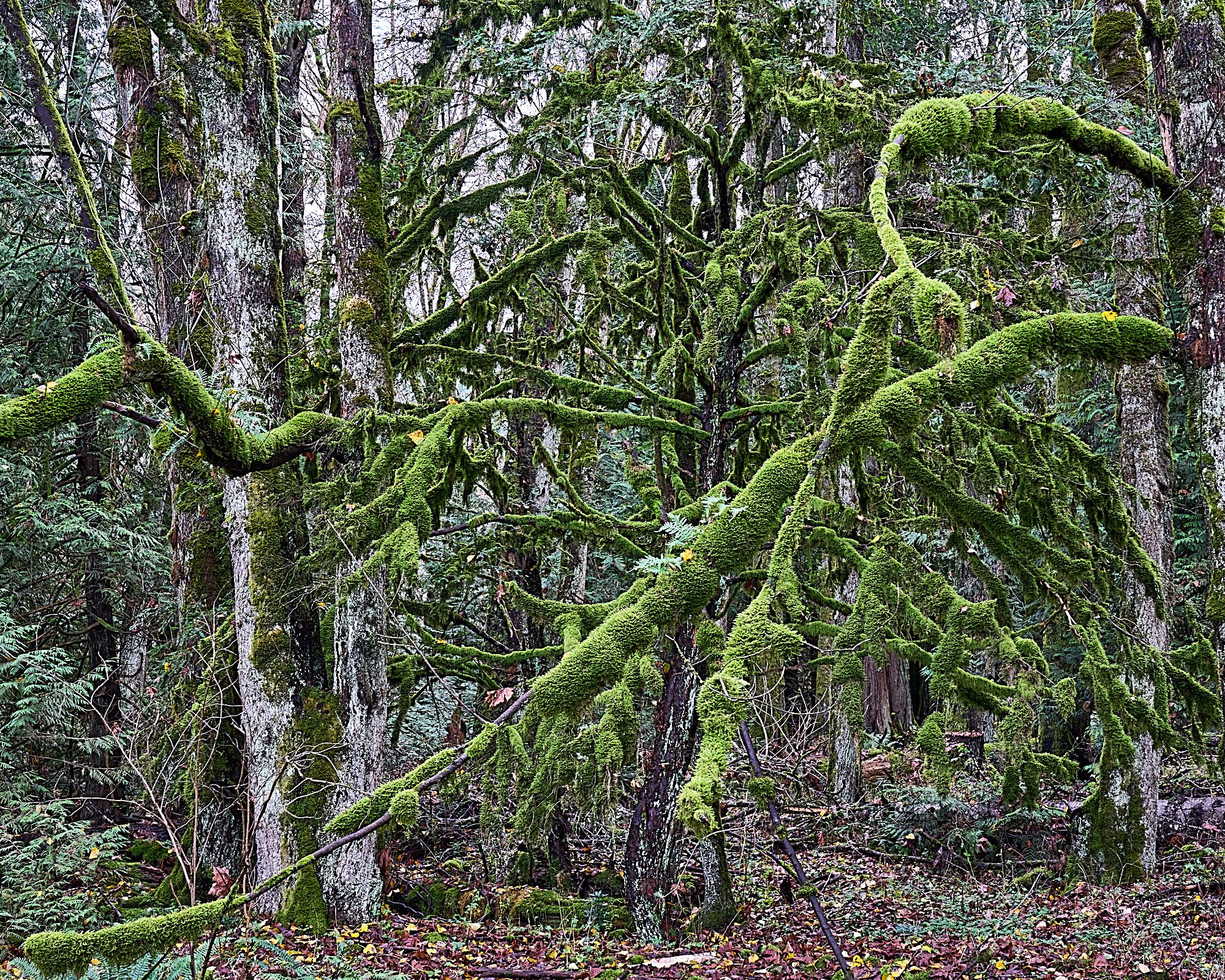 This is an image of red alder trees in Goldstream Provincial Park, outside of Victoria, BC. The alder bark is generally gray, but the branches have been whorled with moss, up to 2" thick. 