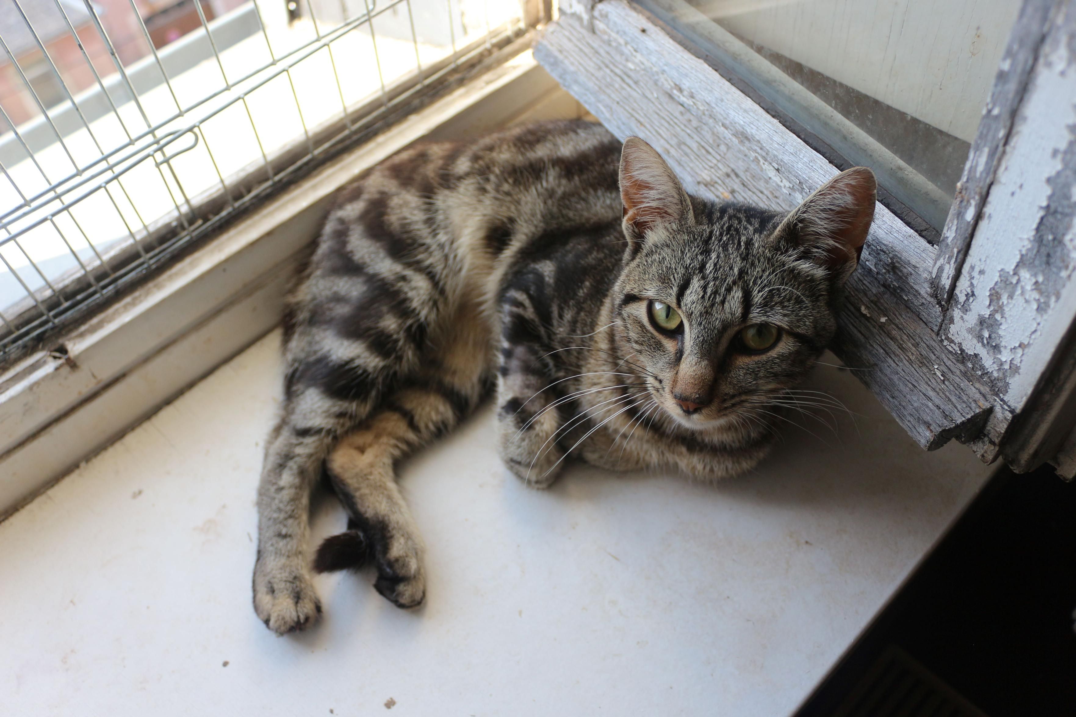 Origan, un jeune chat tigré de petite taille, roulé en demi-boule (les pattes arrières allongées) sur un rebord de fenêtre ouverte. Il regarde l'objectif avec confiance.
