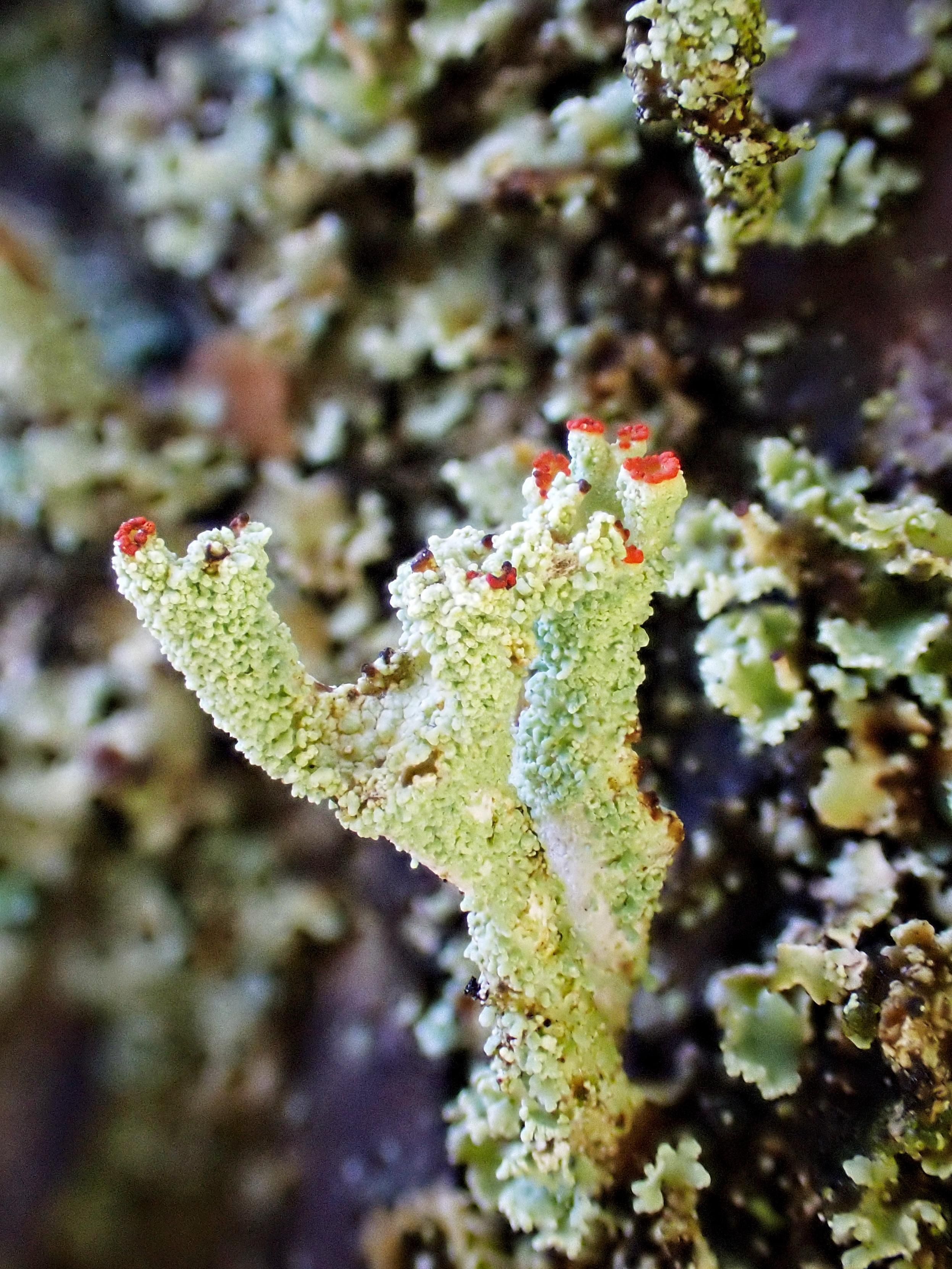 Close up image showing the bright red apothecia and coarse, granular soredia on the podetia of a Cladonia lichen