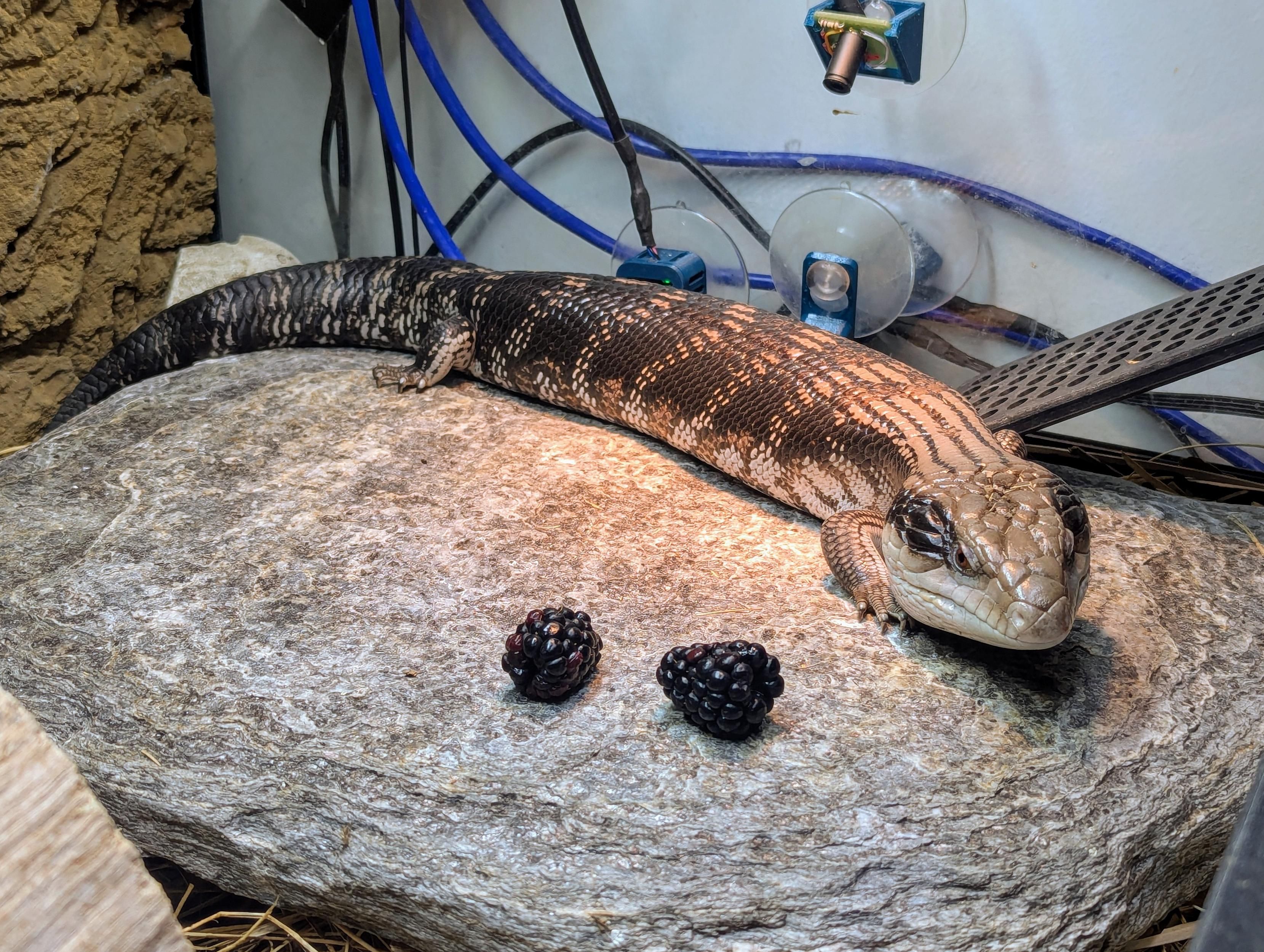 Photo of an Eastern Blue Tongue Skink lying on a basking rock inside a lizard enclosure, with two blackberries on the rock next to it.