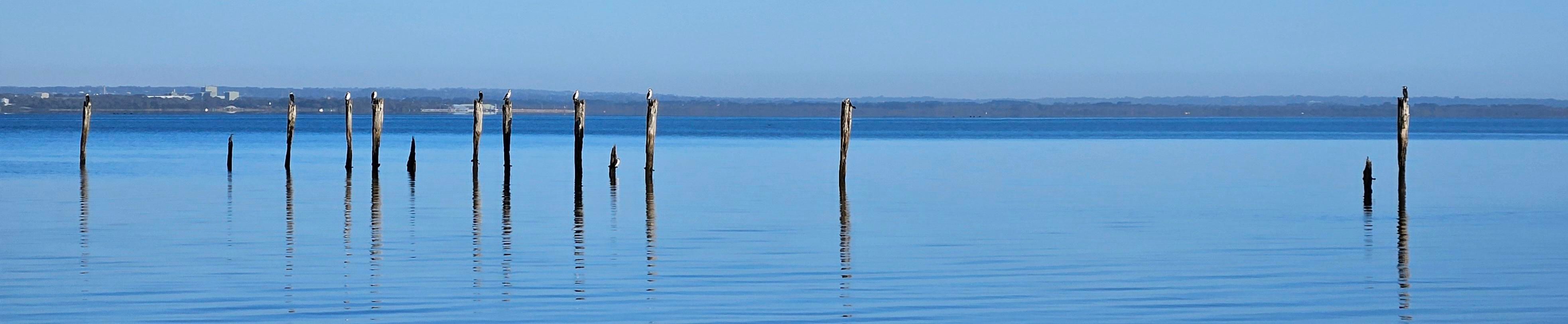 A view of the ocean in the morning. There's very little wind and the water is calm. In front is a line of ten old jetty posts, and on top of each of them is a cormorant-type bird, resting and looking for fish.