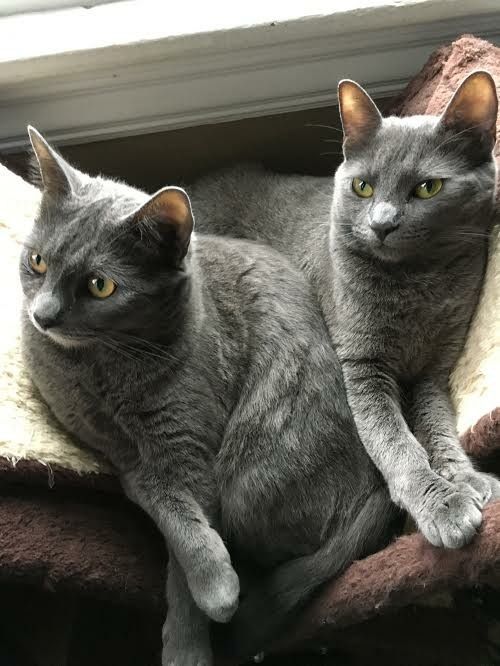 Two gray cats, siblings Stella and Blanche