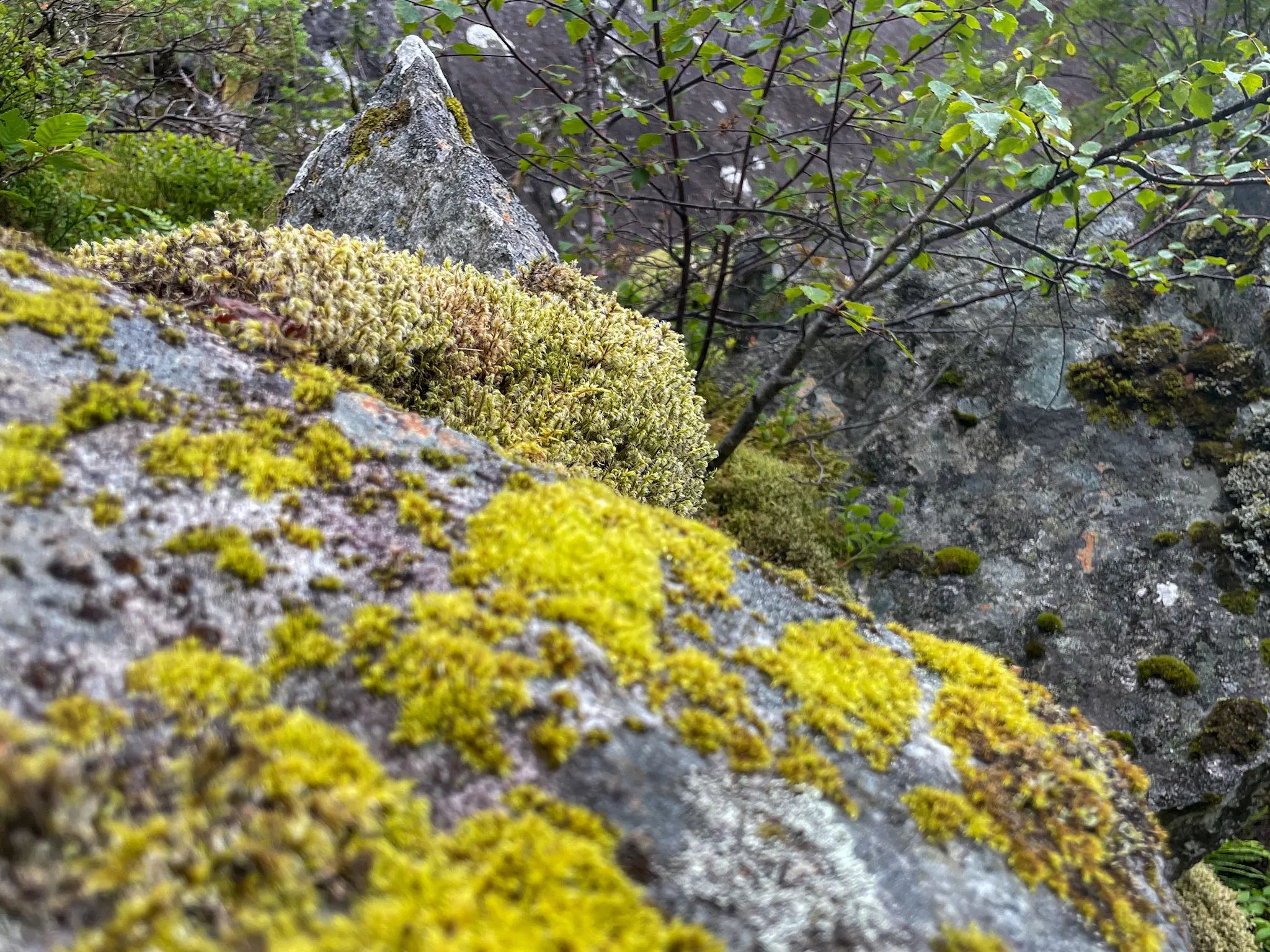 Mini landscape with rocks covered with yellow moss /lichen and some twigs with small yellow leaves 