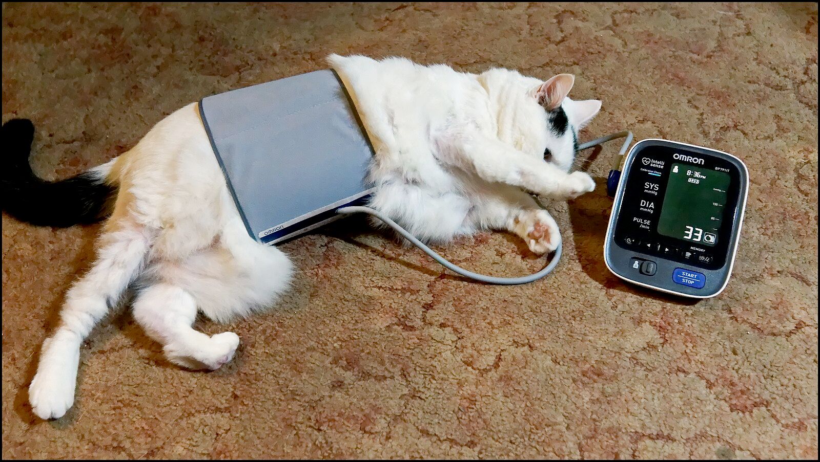 A human blood pressure cuff wrapped around a light-colored cat’s entire body. It’s connected to a meter that is reading a pulse of 33 somehow. 