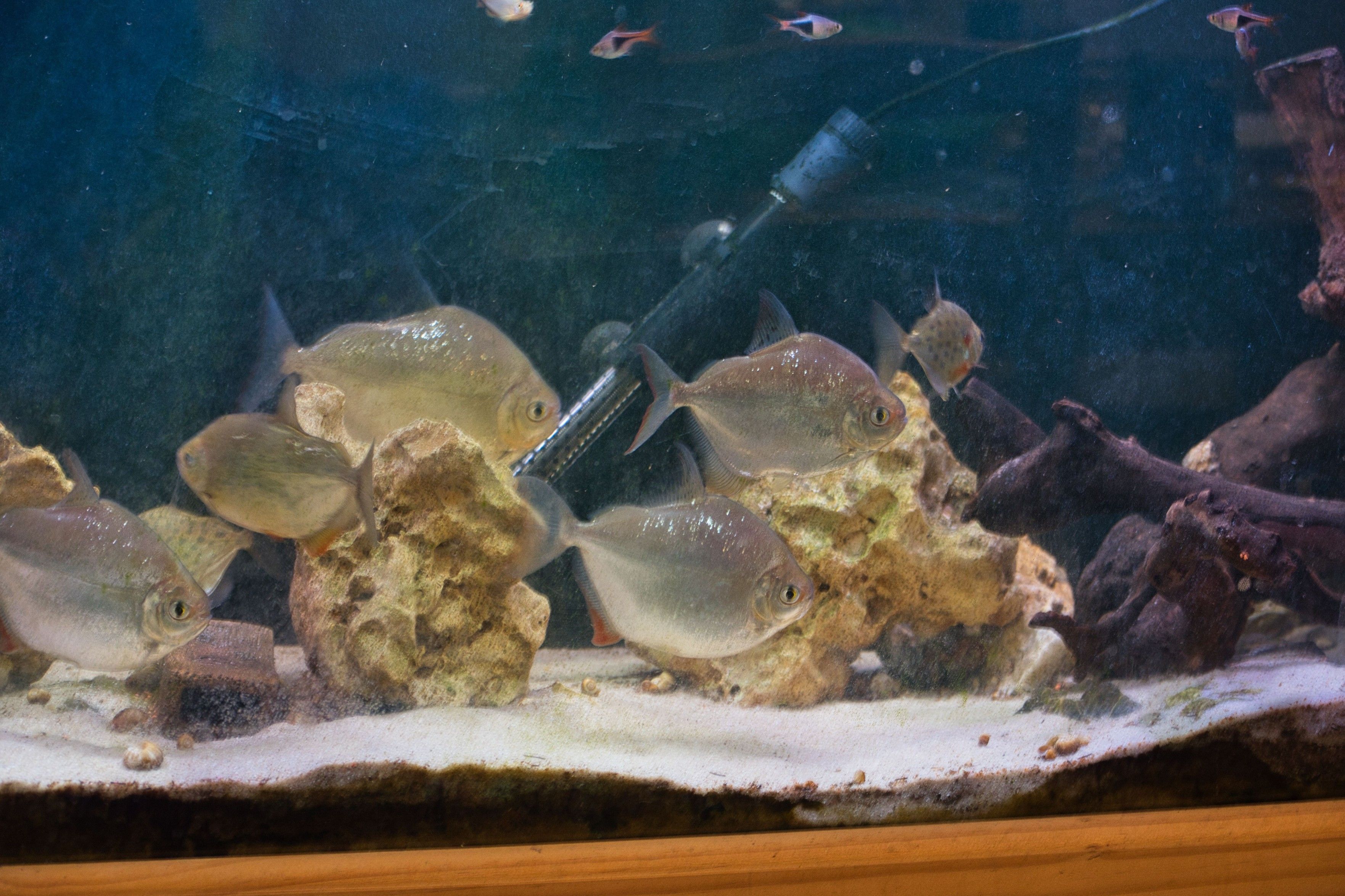 A photo of my big fish tank. There's two species of silver dollar swimming in the foreground (m.hypsauchen and spotted silver dollar). A white sandy bottom, some Texas holey stone, and driftwood is visible.

A few harlequin rasboaras are visible at the top of frame