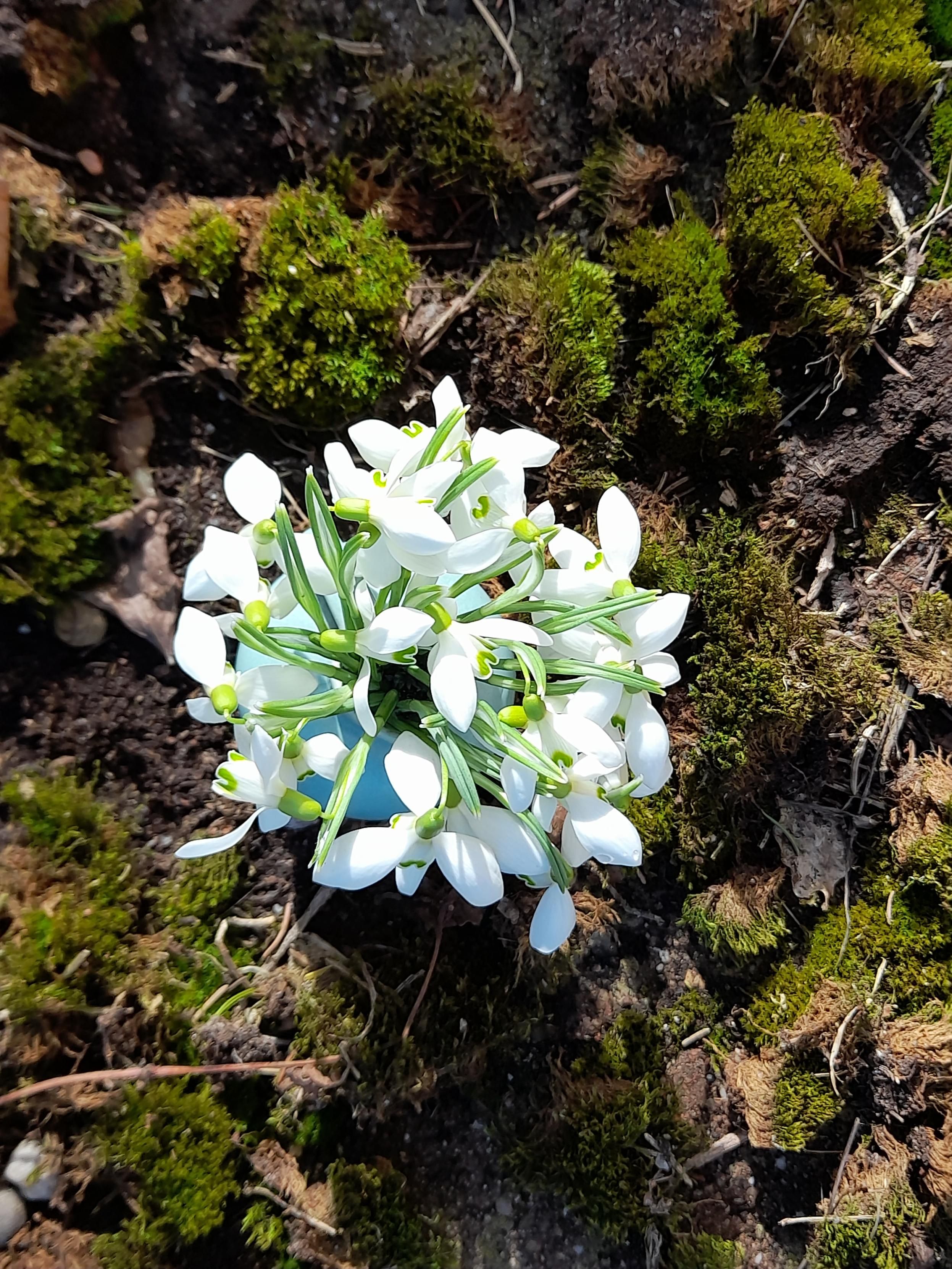 A tiny vase with a snowdrops bouquet standing on moss. They are the first bouquet I can collect on days when the sun becomes warmer. Typically end of February, beginning of March.