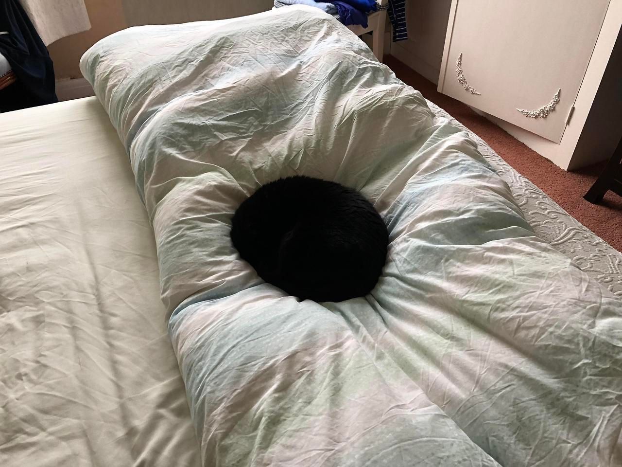 Photo of a black cat sleeping while curled up in a ball on a fluffy comforter folded on a bed. For max comfort, the void kitty absorbs all nearby light and heat while occasionally emitting Pawking Radiation in the form of purrs.