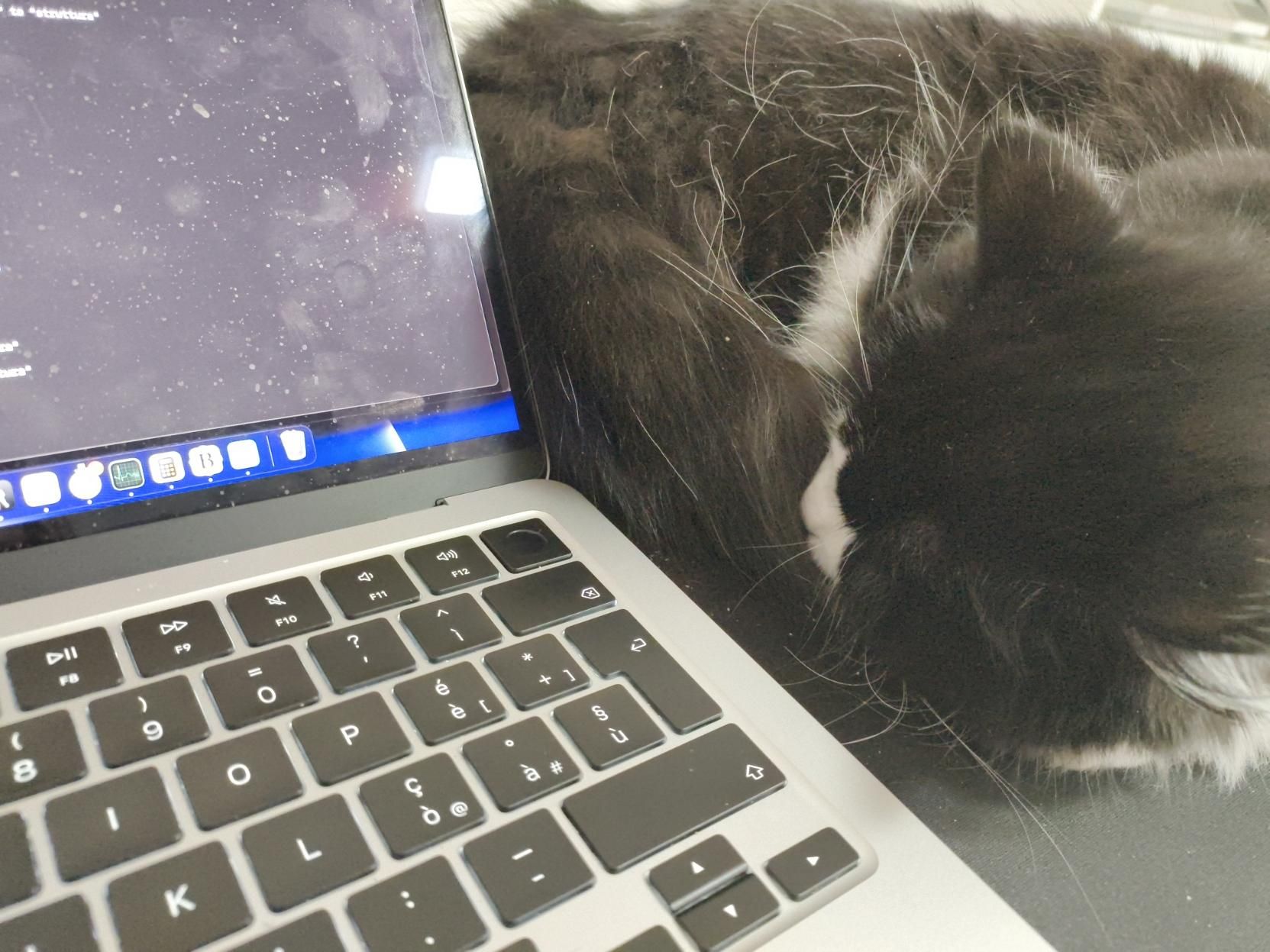 Gatta tuxedo che dorme accanto a un Macbook