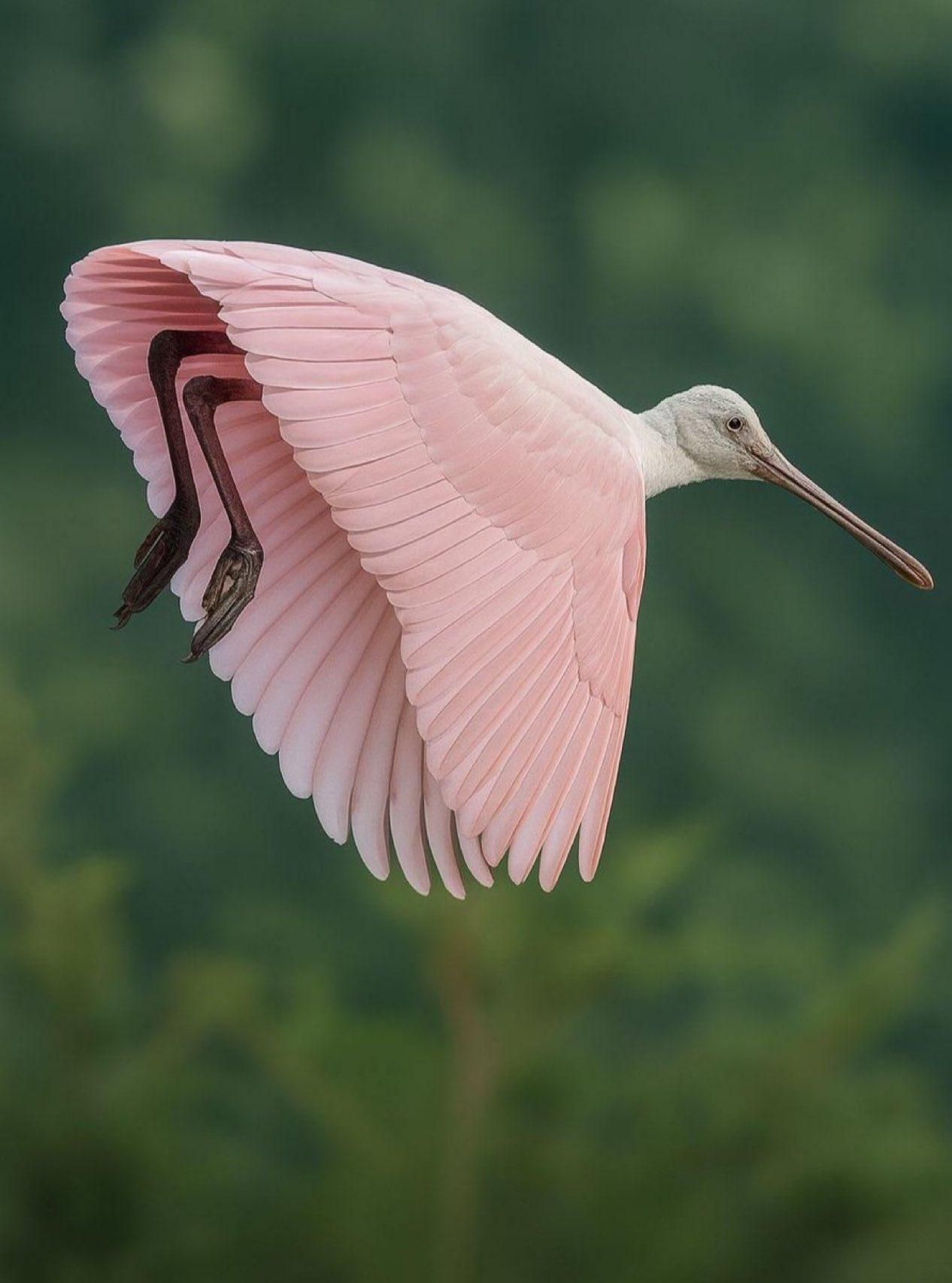 une spatule rosée se dessinant dans les airs un tutu de ses ailes aux plumes roses