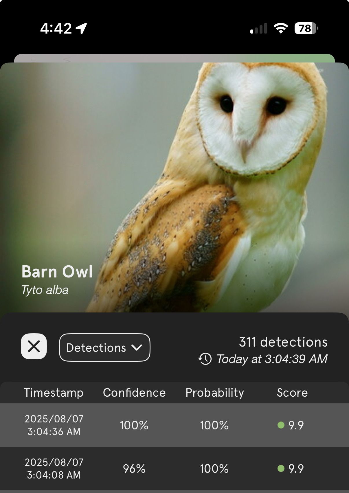 Screenshot of BirdWeather app showing 100% confidence with 100% probability it heard a barn owl screeching in the dead of night. The barn owl is an attractive bird with dark eyes set in a pale circular face. Their cries are very creepy!