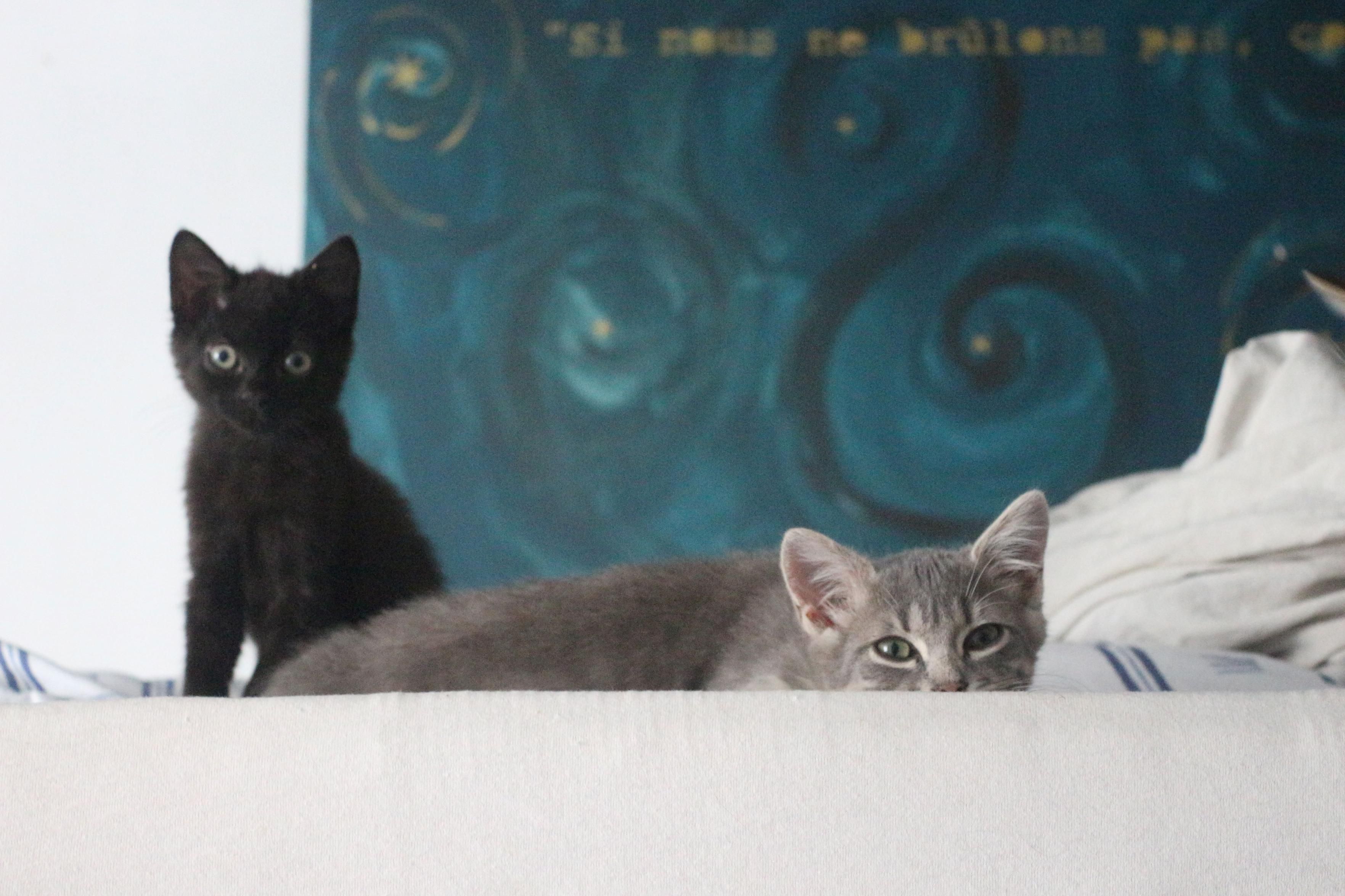 Koroviev et Chaton Bleu, deux chatons d'environ  trois mois sur un lit superposé. Chaton Bleu, un chaton bleu tigré, est allongé sur un lit, les yeux mi-clos. Derrière lui, Koroviev, un chaton noir bien plus petit en taille, regarde l'objectif avec des yeux de chouette, grands ouverts, très ronds.