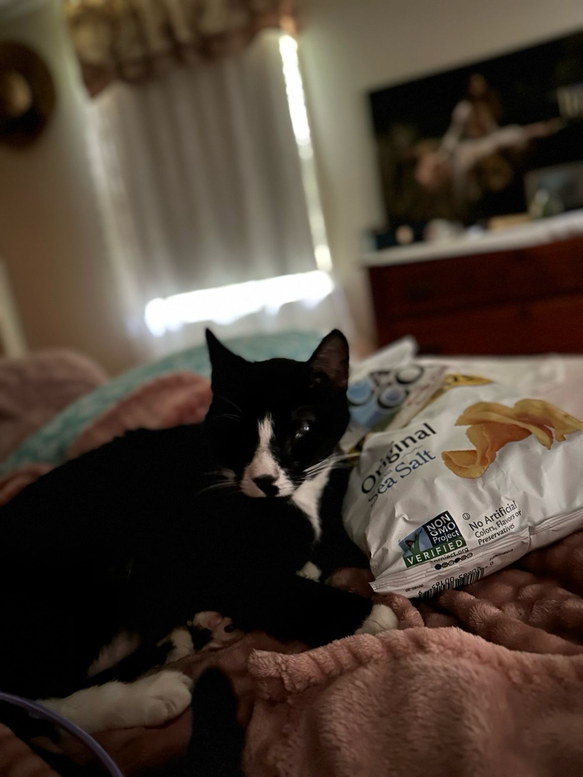 A Tuxedo cat using a bag of chips for a pillow. 