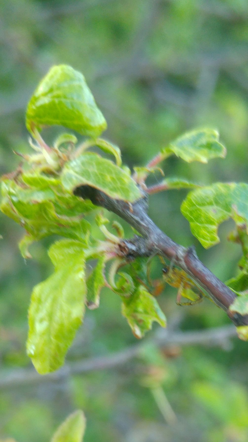 Eine Kürbisspinne klettert an einem beblätterten Zweig hoch...