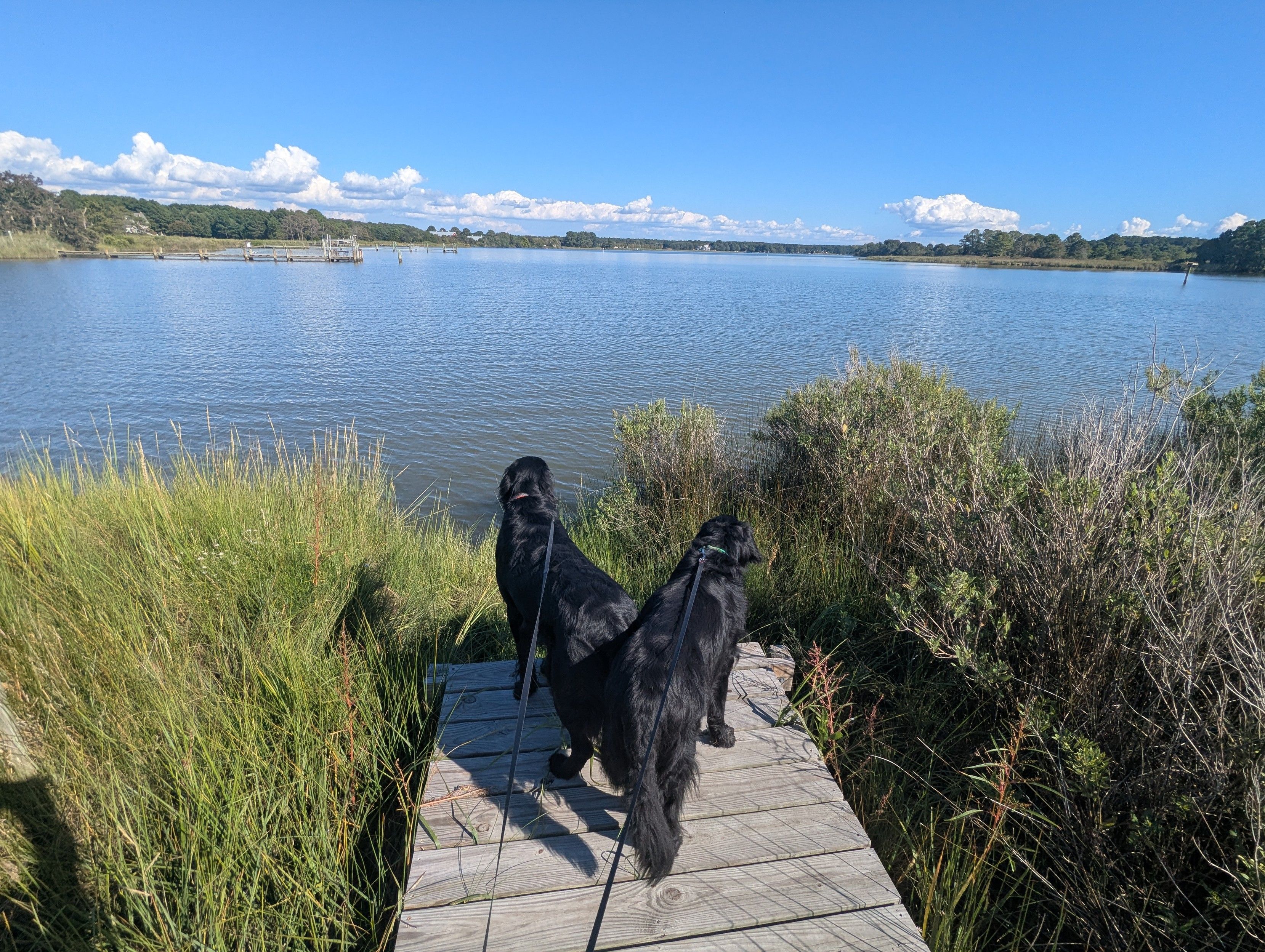 Photo of a fine early September day on Harris Creek, sky is deep blue with puffy white clouds riding the horizon. Marsh is browning and gone to seed. Creek water is rippled and reflects the sky and clouds.
In the foreground Miles and Jon two black Flat-Coated retrievers stand on the wood walk looking out for interesting waterfowl.