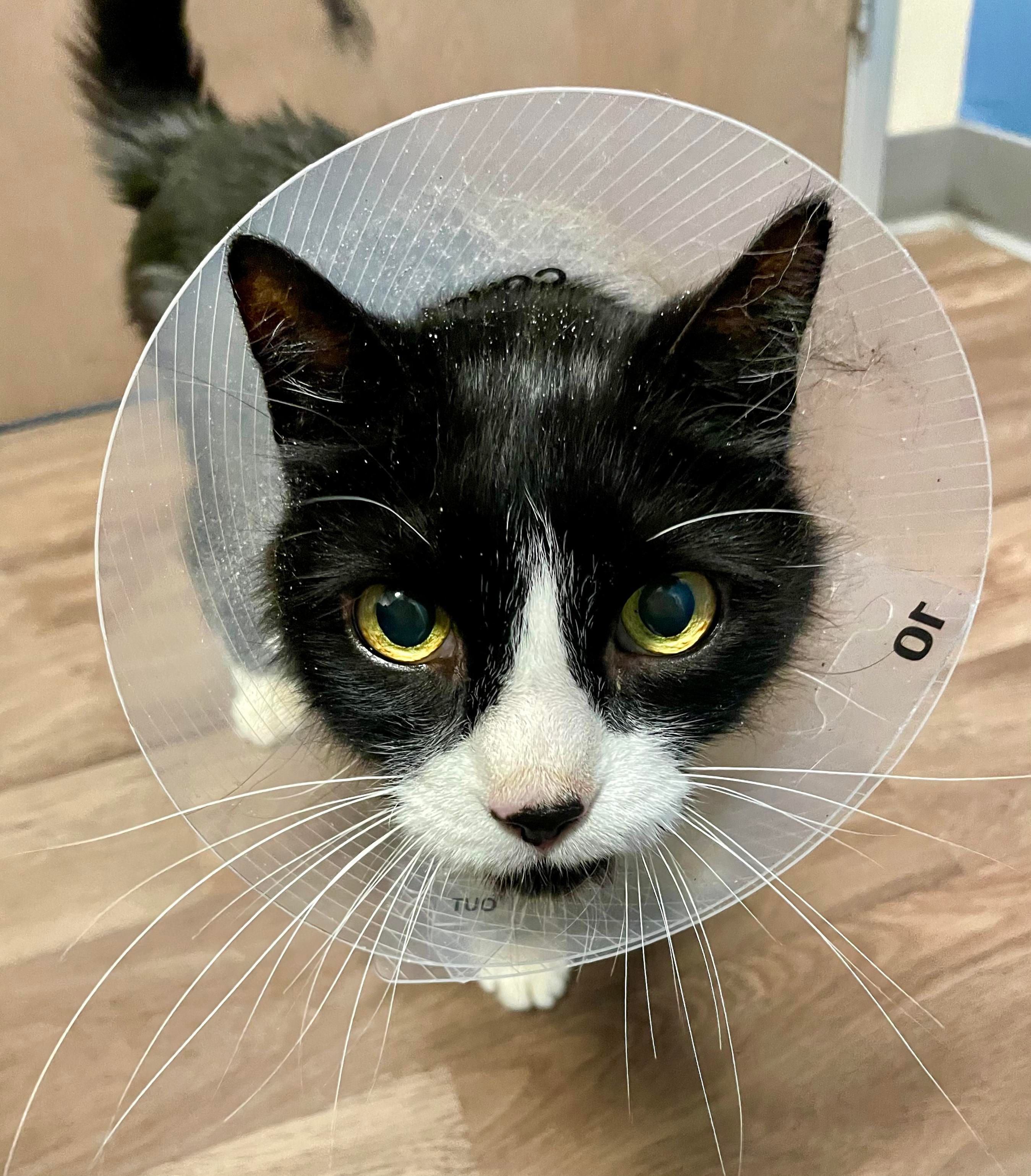 Tuxedo cat wearing the cone of shame.