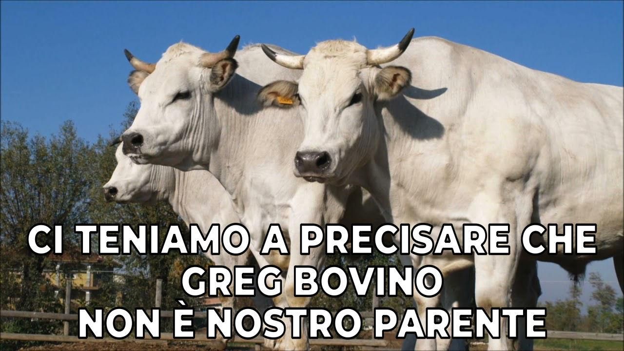 Tre buoi con testo "Ci teniamo a precisare che Greg Bovino non è nostro parente"
