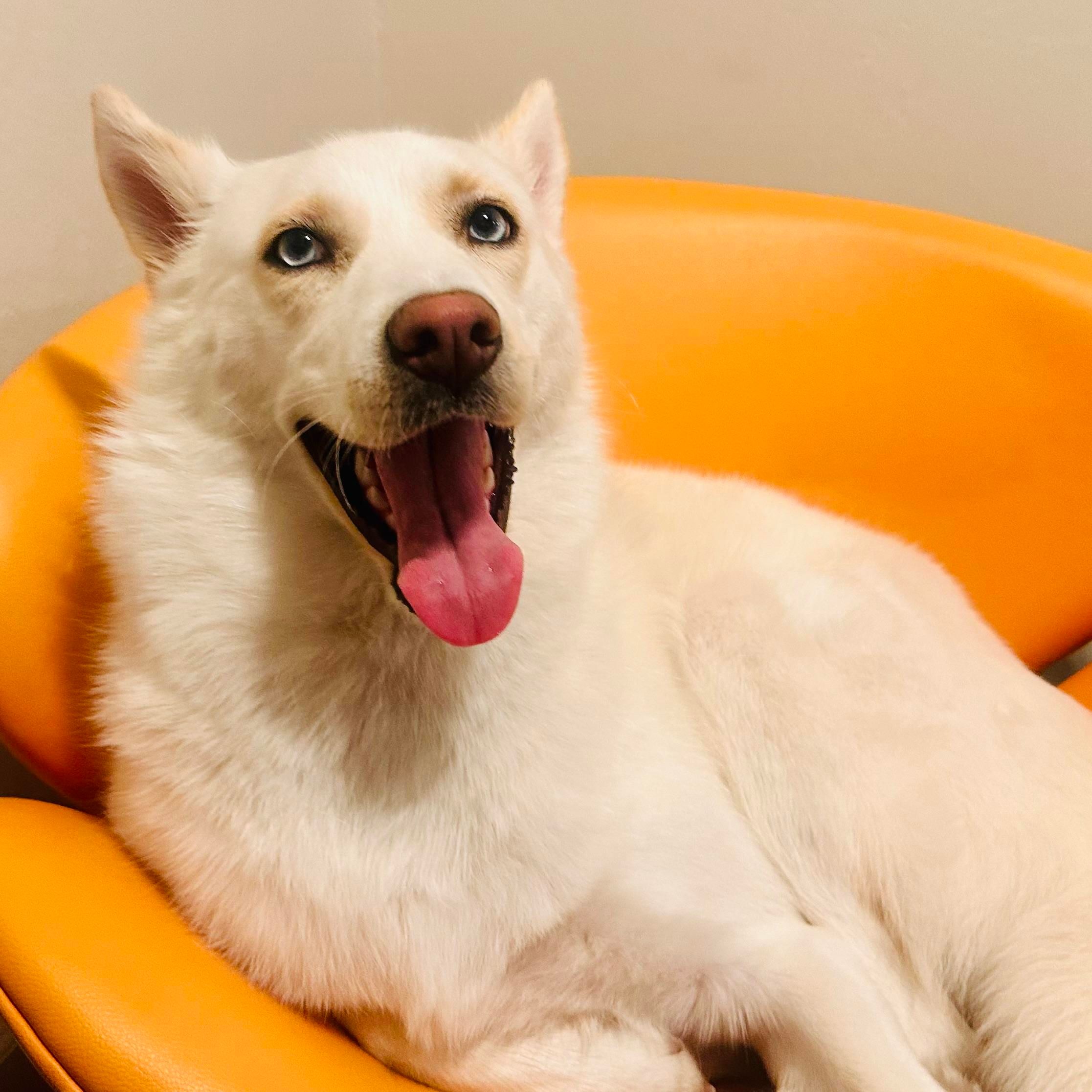 A photo of a white husky mix dog with his mouth open
