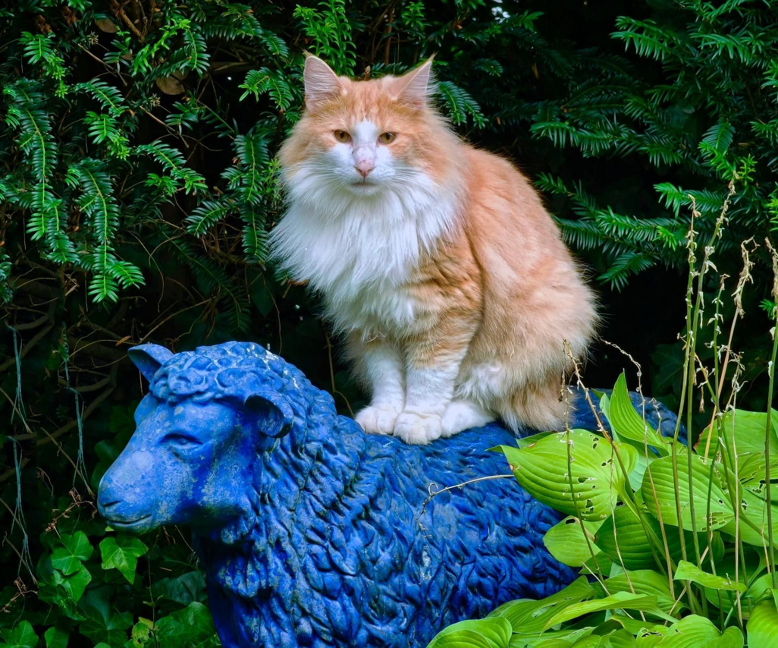 Fluffy light orange and white Norwegian forest cat sitting on a Klein blue sheep sculpture in front of a fern hedge.