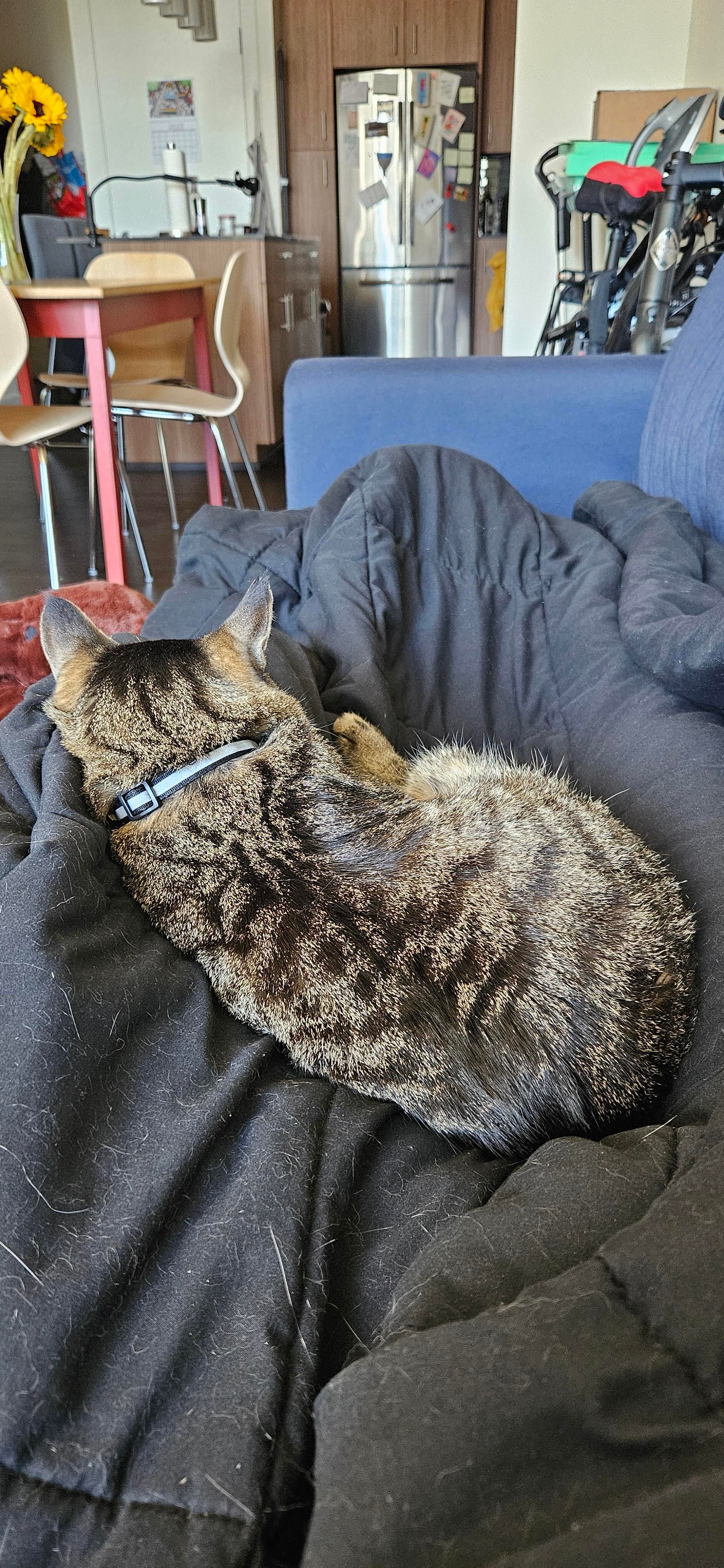 Momo sleeping in my lap on a blanket, facing away from the camera.