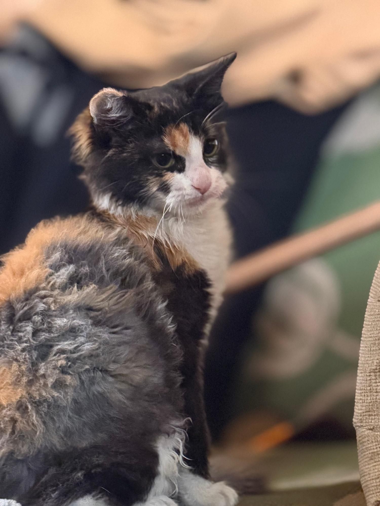 Cookies is a small tricolor kitten