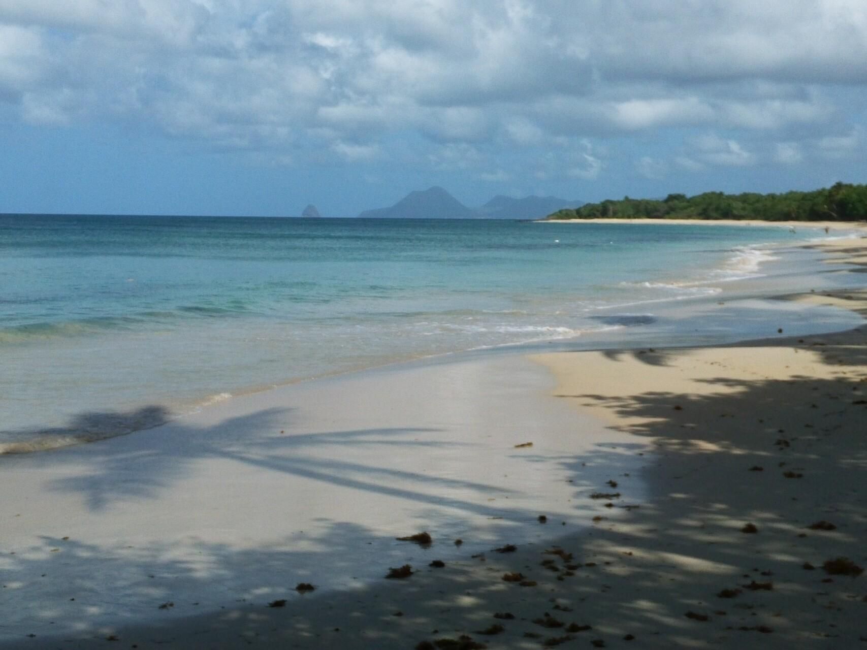 Grande plage avec la mer bleu azur et l'ombre d'un grand cocotier sur le sable clair, en Martinique.