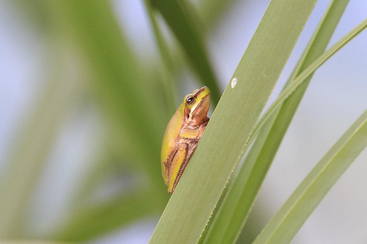 Side view of a tiny green Eastern Dwarf Tree Frog perched on a near-vertical reed leaf. 