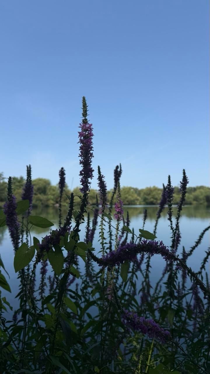 Purple loosestrife appear in profile with a blue sky and the still surface of the lake in the background. The plant looks like purple bottle brushes 