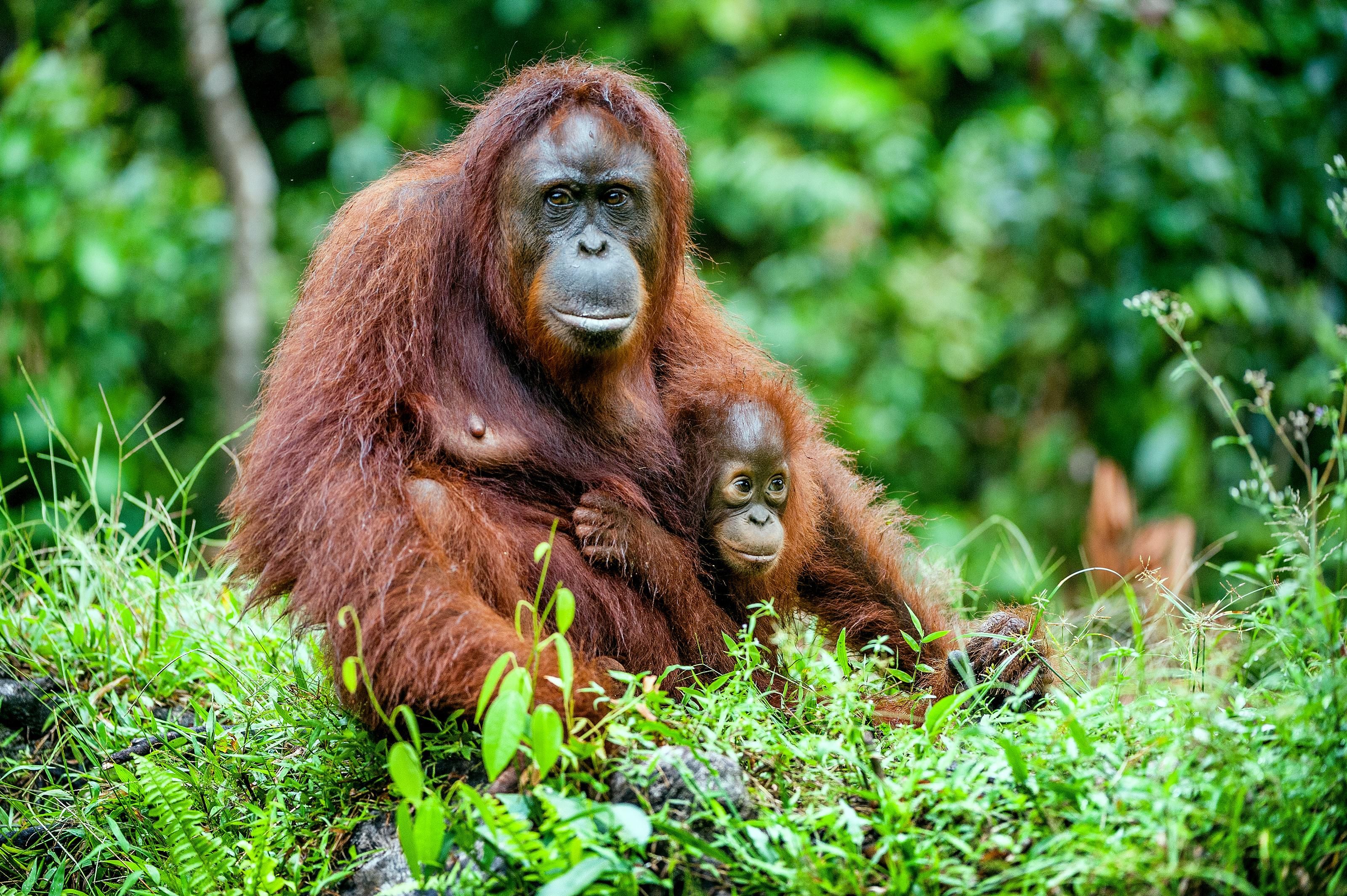  A mother orangutan sits on the ground in a green forest, holding her baby close.