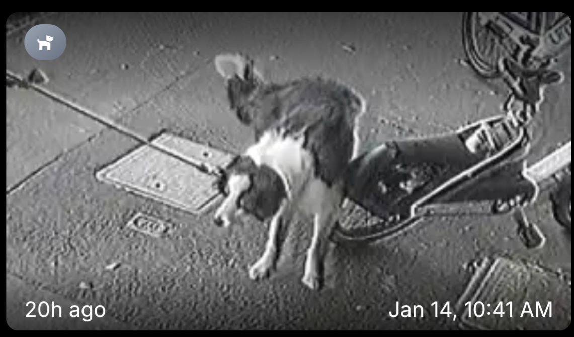 A good puppy dog, leg cocked, doing a piss on a shar bike. To border collie looking dog black with white neck and legs, the share bike I think is a lime.