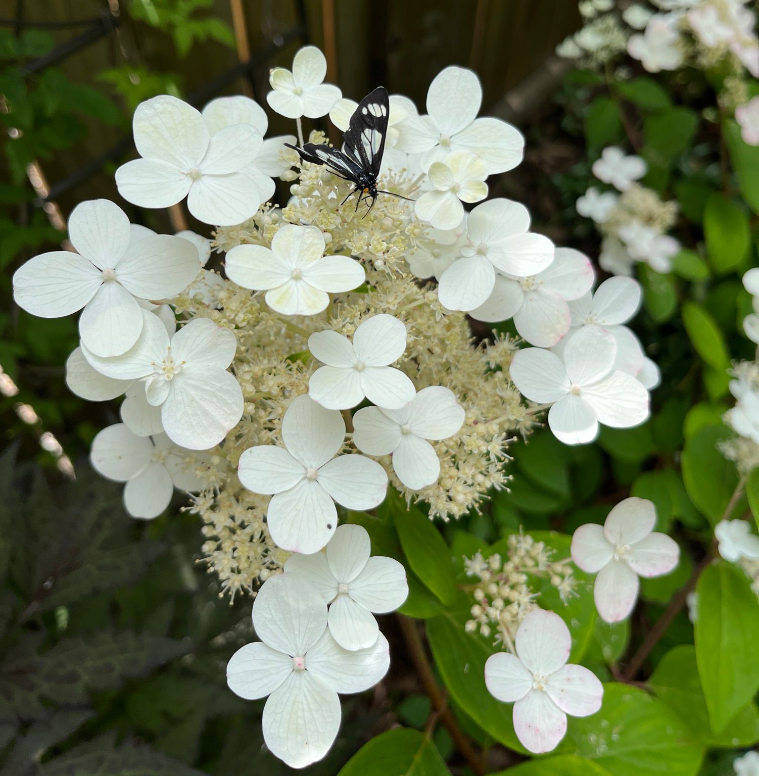 A small black-and-white moth visiting white hydrangea flowers. The flowers are of two types, the larger, bright white individual florets, and the clusters of tiny, fluffy-looking creamy-white flowers. These fluffy ones are the good bits that the moth is busy with. A light tinge of pink is just visible on the edges of some of the florets. This is what this particular hydrangea (Quick Fire) does. The flowers start out white and age to pink.
