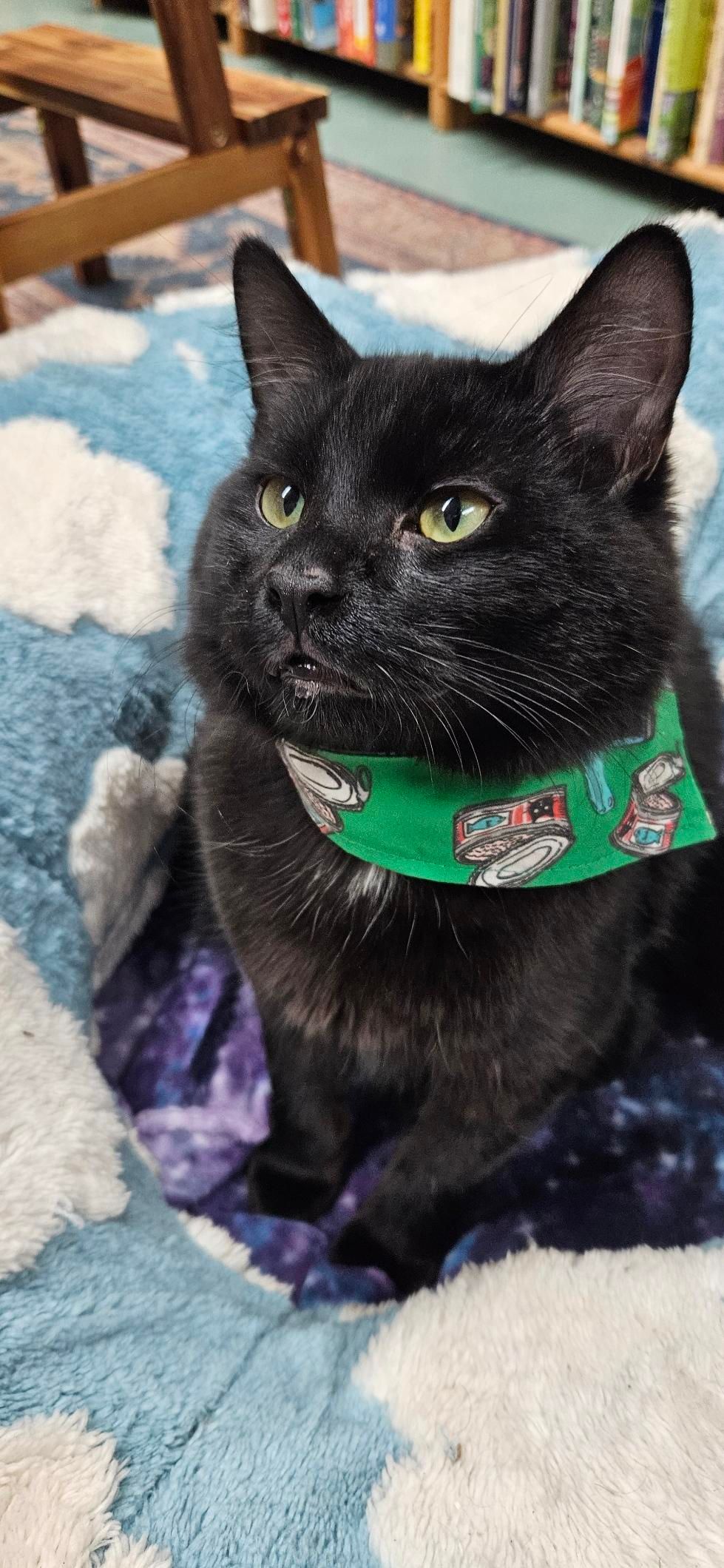 Black cat with light green eyes and wearing a green bandana with tuna cans on it looking left.