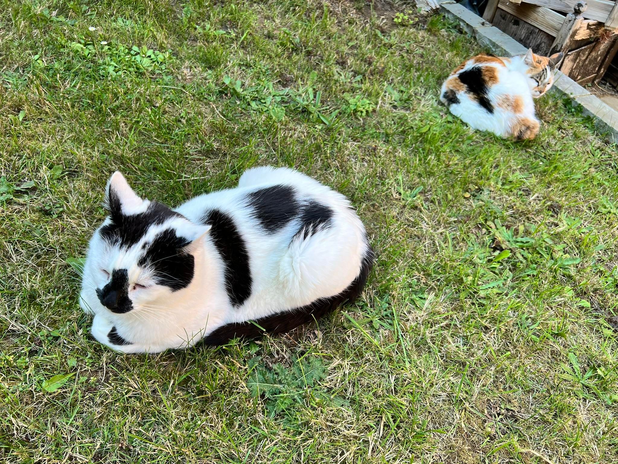 A photo of two cats sitting on a patchy lawn. A black and white cat is towards the bottom left, and is facing that direction. He's in a loafing position with his ears pricked back a little. At the top right is a calico cat, and she's more curled up and is looking back towards the camera with a somewhat unimpressed expression.