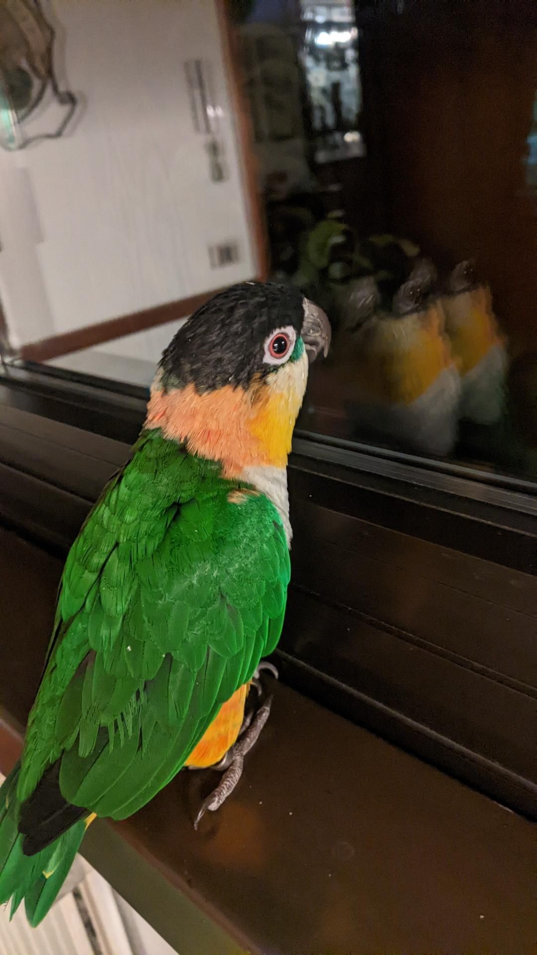 the parrot Nemo stands by a window, the darkness outside makes his reflection visible