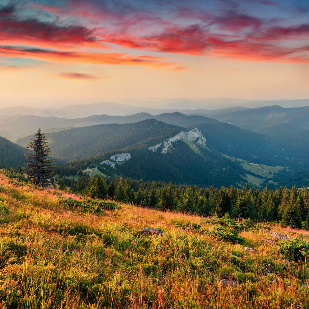 A scenic view of Pietrele Albe Peak from Vladeasa mountain range, Cluj County, Romania.The sky is lit with red and orange clouds, and the foreground shows grassy meadows with wildflowers and scattered pine trees.