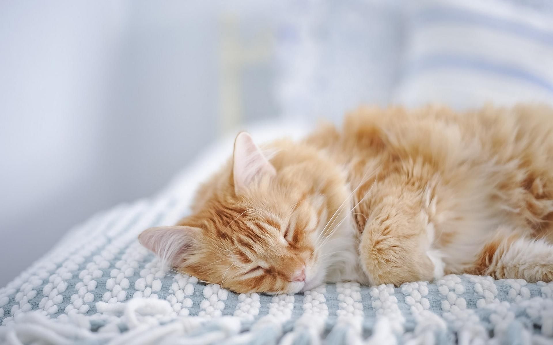 Foto di gatto tigrato rossiccio che dorme su una coperta
