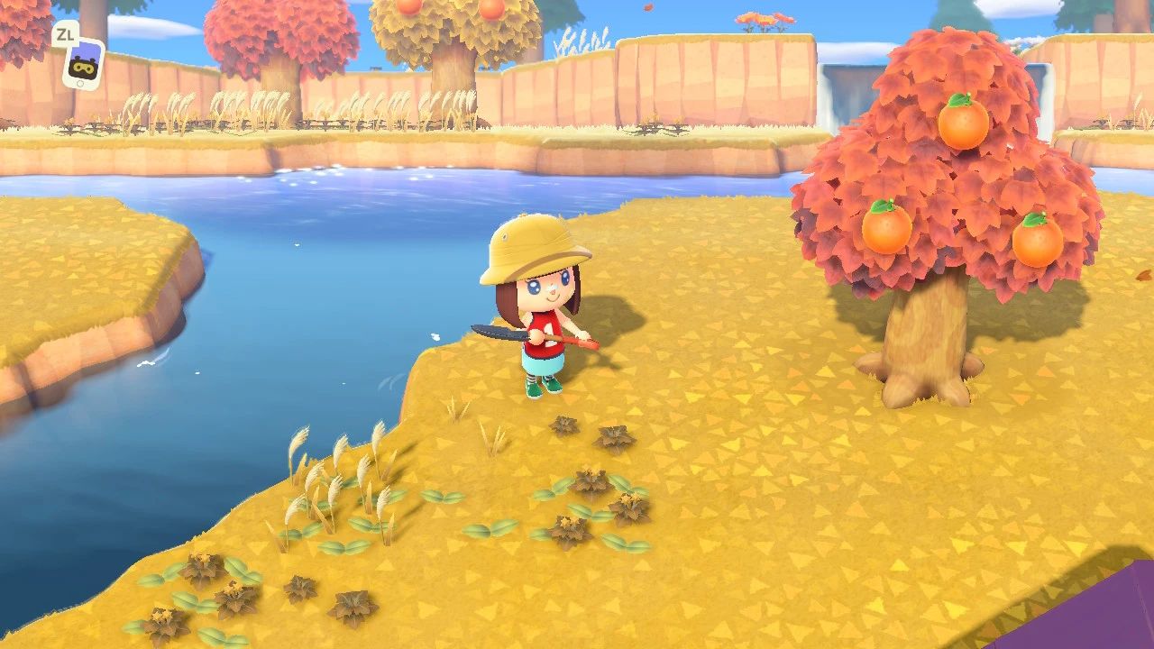 Foto più in dentro l'isola, con un albero di arance dalle foglie marroni secche e a terra le erbacce.