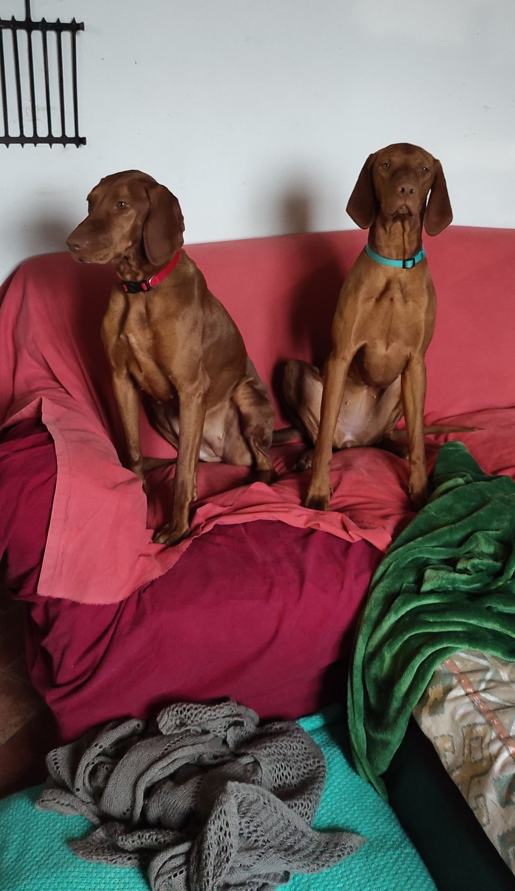 Mia e Ecco, due vizsla rispettivamente di 6 anni e ½ e di 16 mesi sedute su un divano coperto da teli rossi, davanti ci sono varie coperte sopra quelle che dovrebbero essere le cucce, dietro un muro bianco e su un lato una griglia appesa