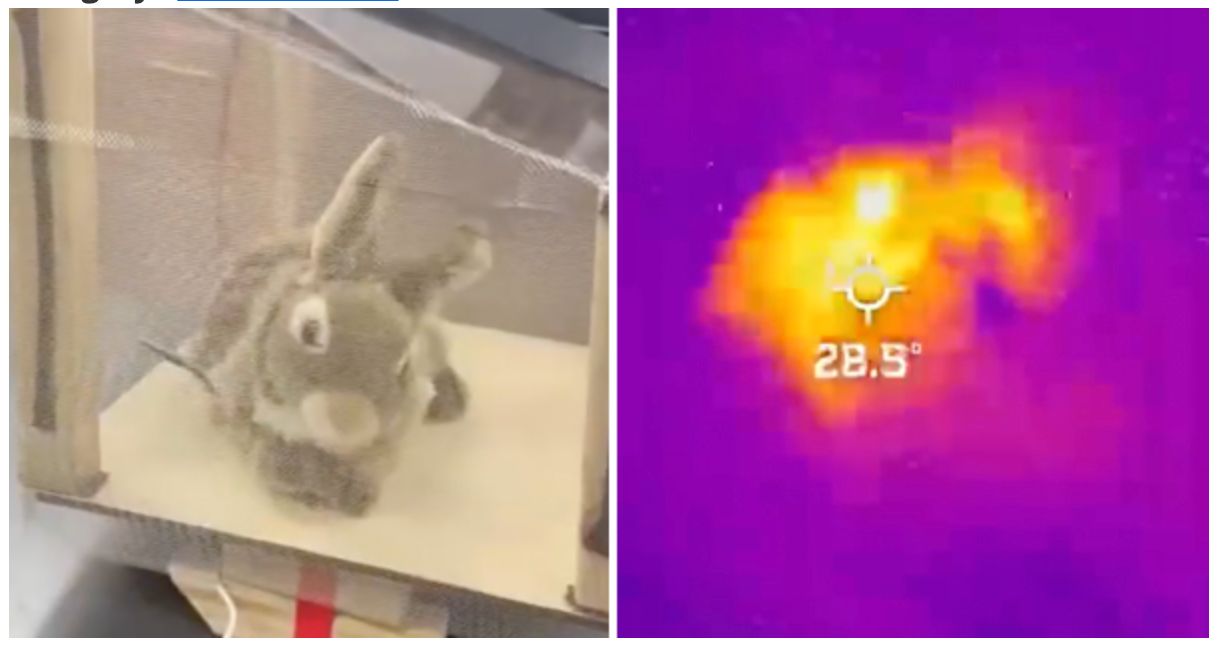 The robot bunnies hope to lure the Burmese pythons out of hiding. Image: sfwmd 

Two photos side by side. On the left is a rabbit plush toy in a plastic box. On the right is a heat sensor reading of that toy, reading 26.5°, or maybe it says 28.5° (it's hard to make out).