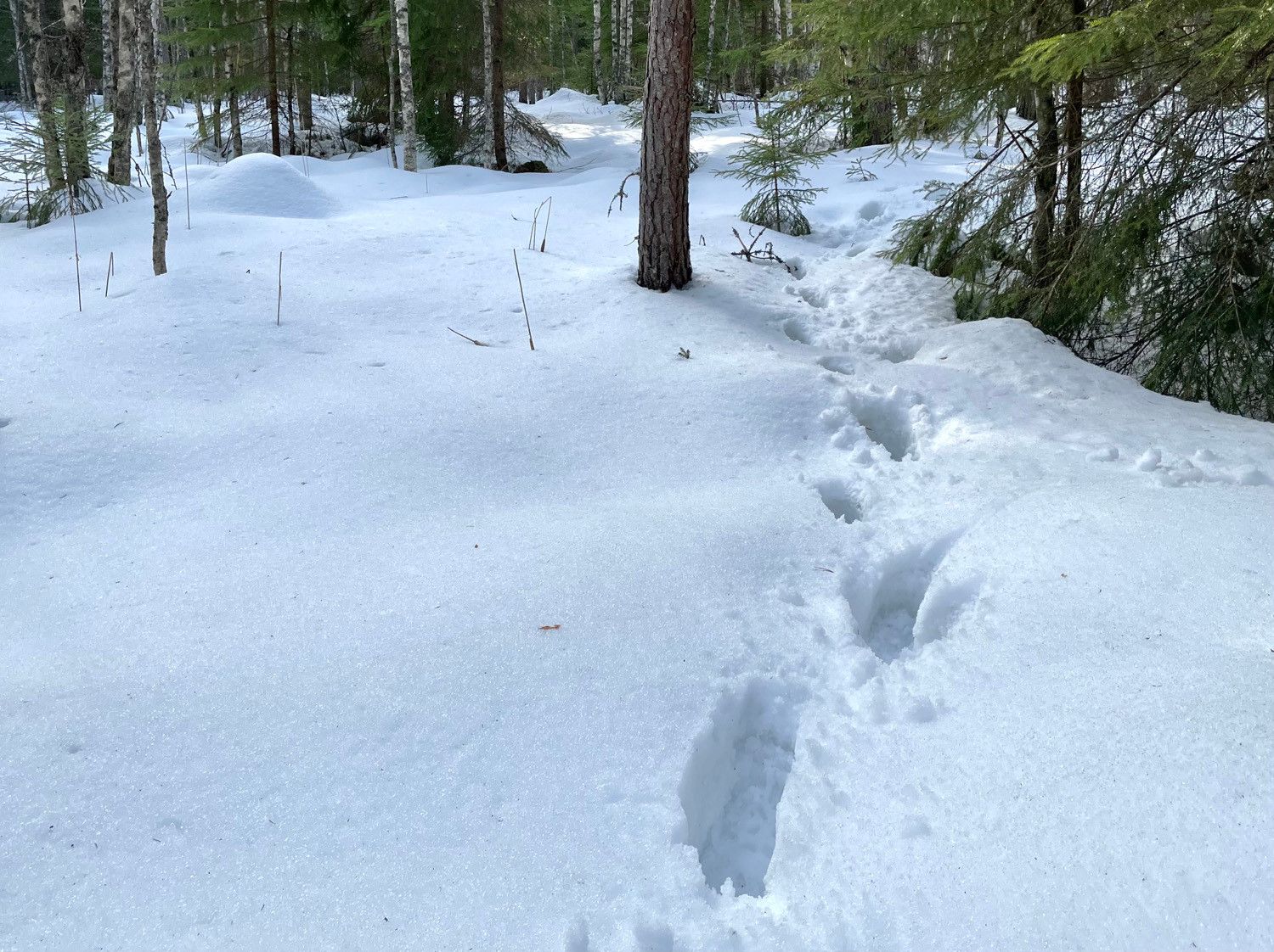 Hangen peittämä puoliavoin metsä, jossa on syvälle lumeen painuneet saappaanjäljet. Taustalla näkyy lumen kokonaan peittämä korkea saramätäs.