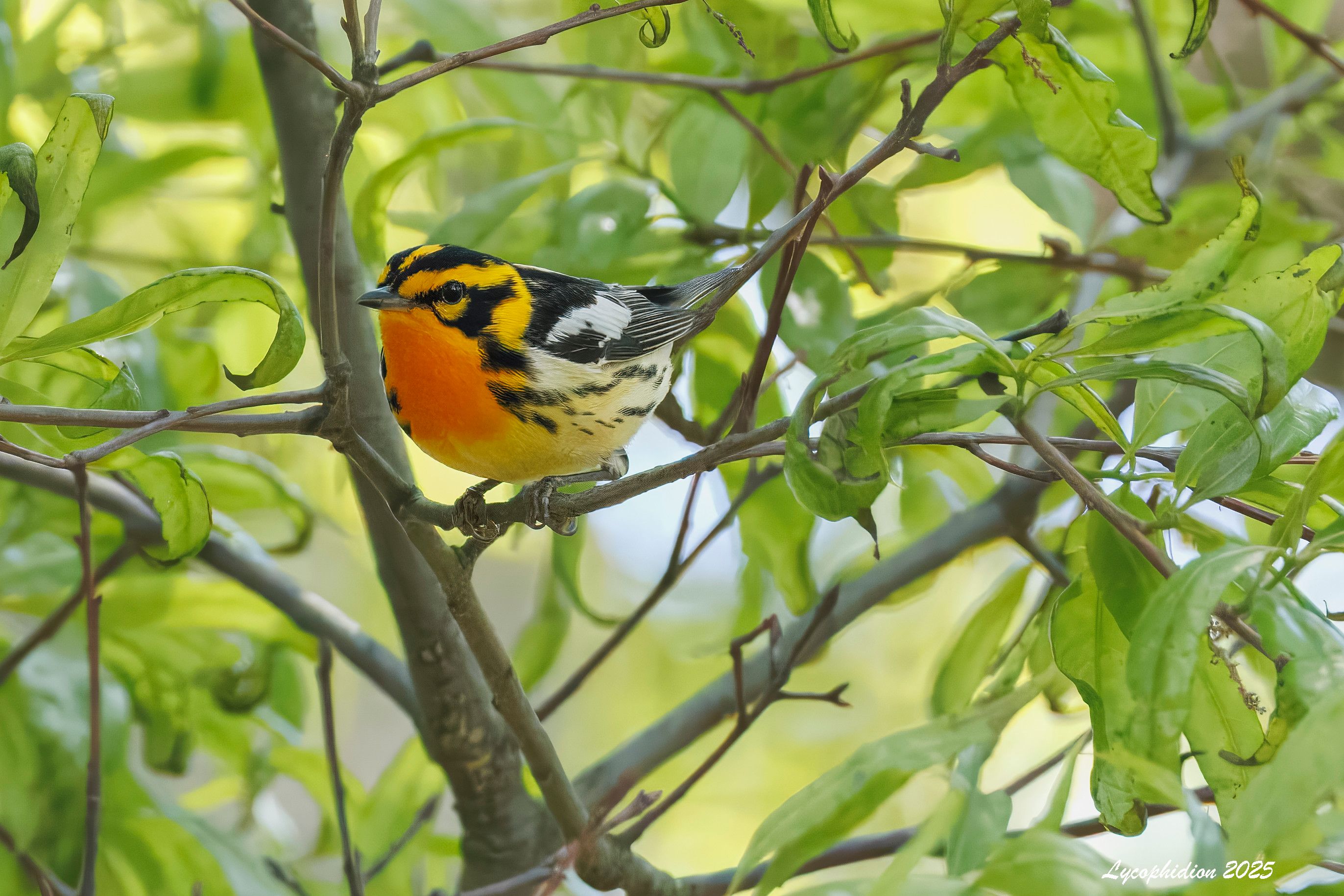 Blackburnian Warbler perched on a twig high up in a tree. "The breeding male [like this one], with vivid orange in face and throat, is unmistakable; females and immatures show at least a hint of this coloration, but more important is the unique triangular facial pattern of black (or gray), also seen in all plumages." (AllAboutBirds)