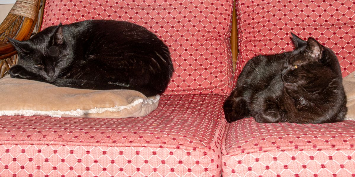 Two black cats are lying on a pink-patterned sofa.  One has found a soft cushion to lie on & the other is looking across at him.