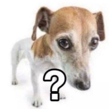 homophobic dog looking at the viewer with a question mark