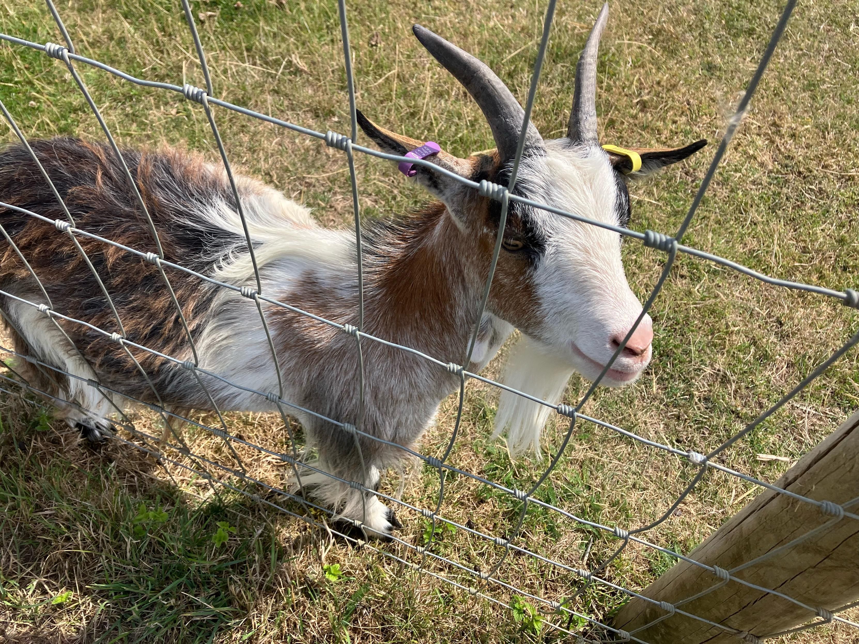 Photo of another brown and white goat pressed up against the fence for scritches. They also have fine horns and a very impressive white beard. 