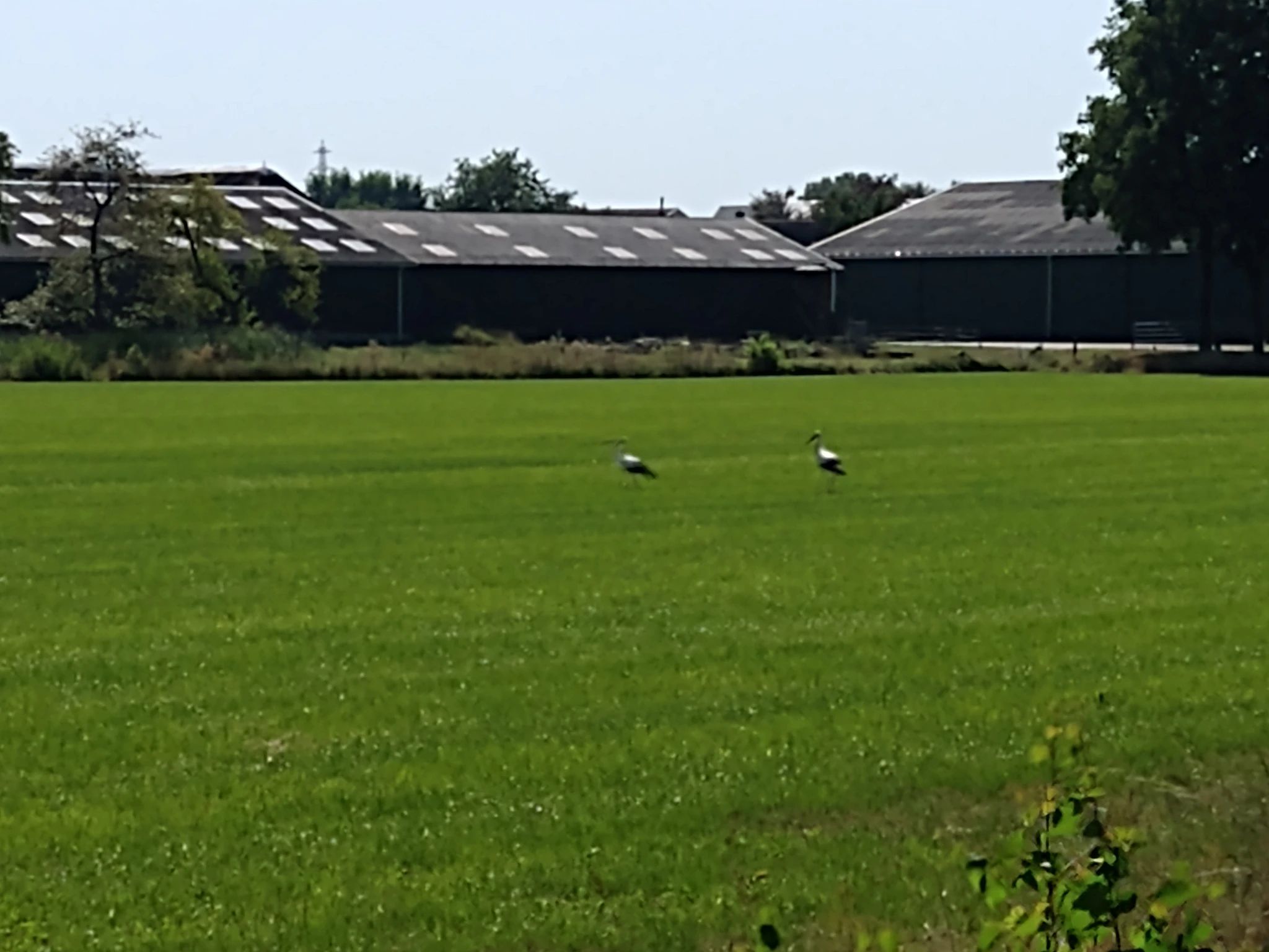 A field of grass, quite neatly trimmed, with farm buildings in the background. In the middle of the field two storks can be seen (though they are quite blurry on this picture). 