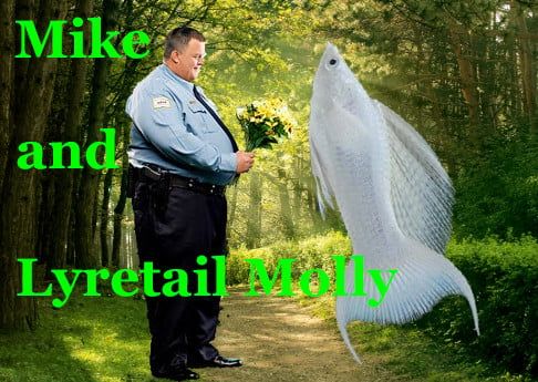Billy Gardel shown holding flowers in a park path setting to a White Lyretail Molly fish standing inexplicably with no legs or feet accepting said flowers for Mike and Lyretail Molly