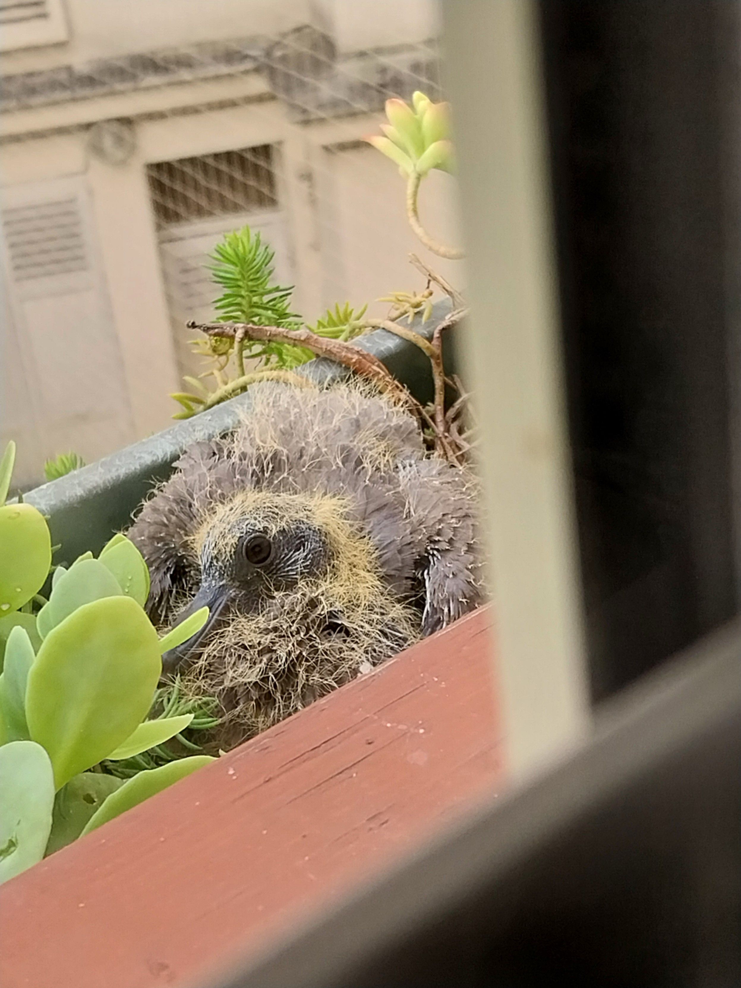 celui de droite
il est moins caché, et plus petit avec plus de duvet jaune visible sur la gorge  et le corps.