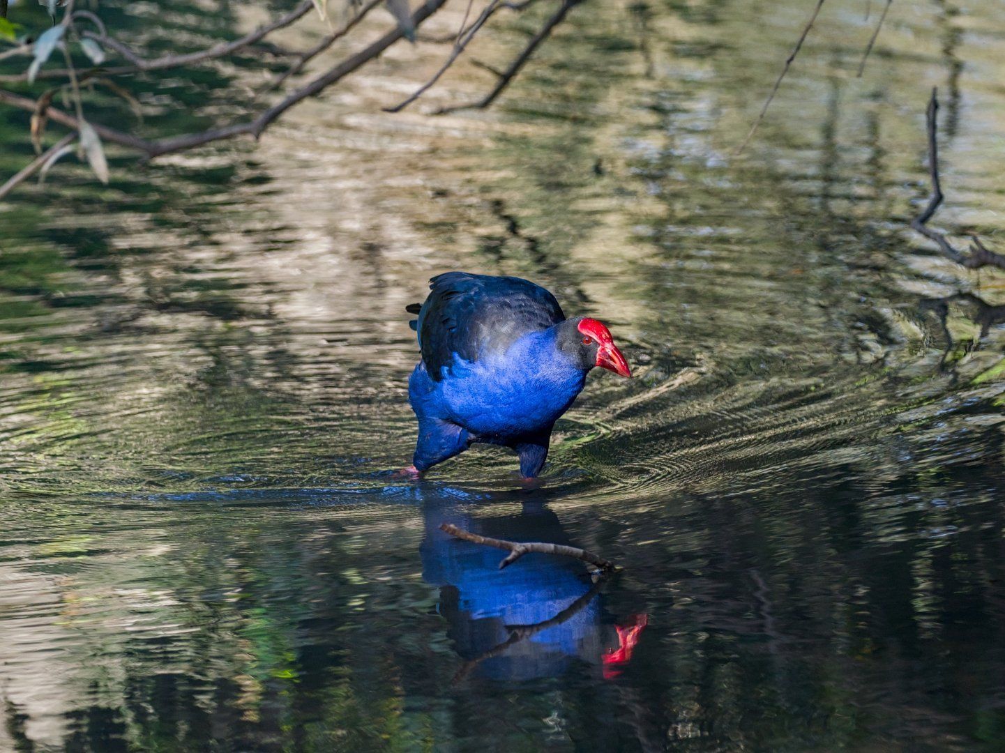 A very blue swamphen, wading through shallow water
